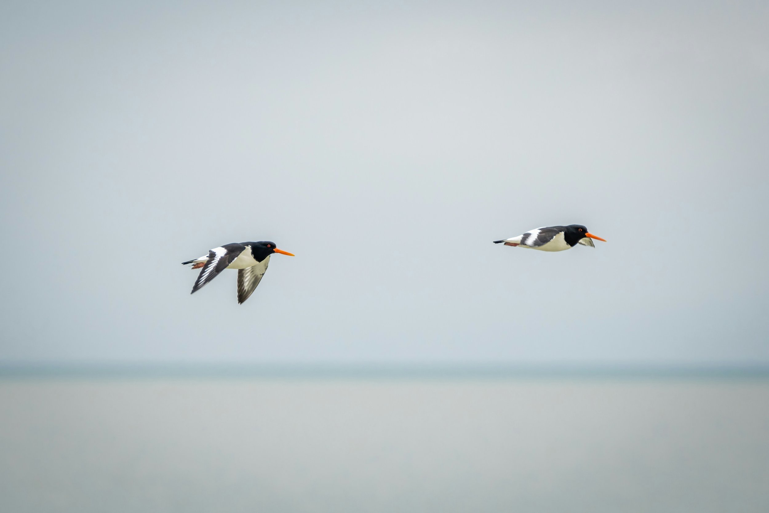 oyster-catchers.jpg