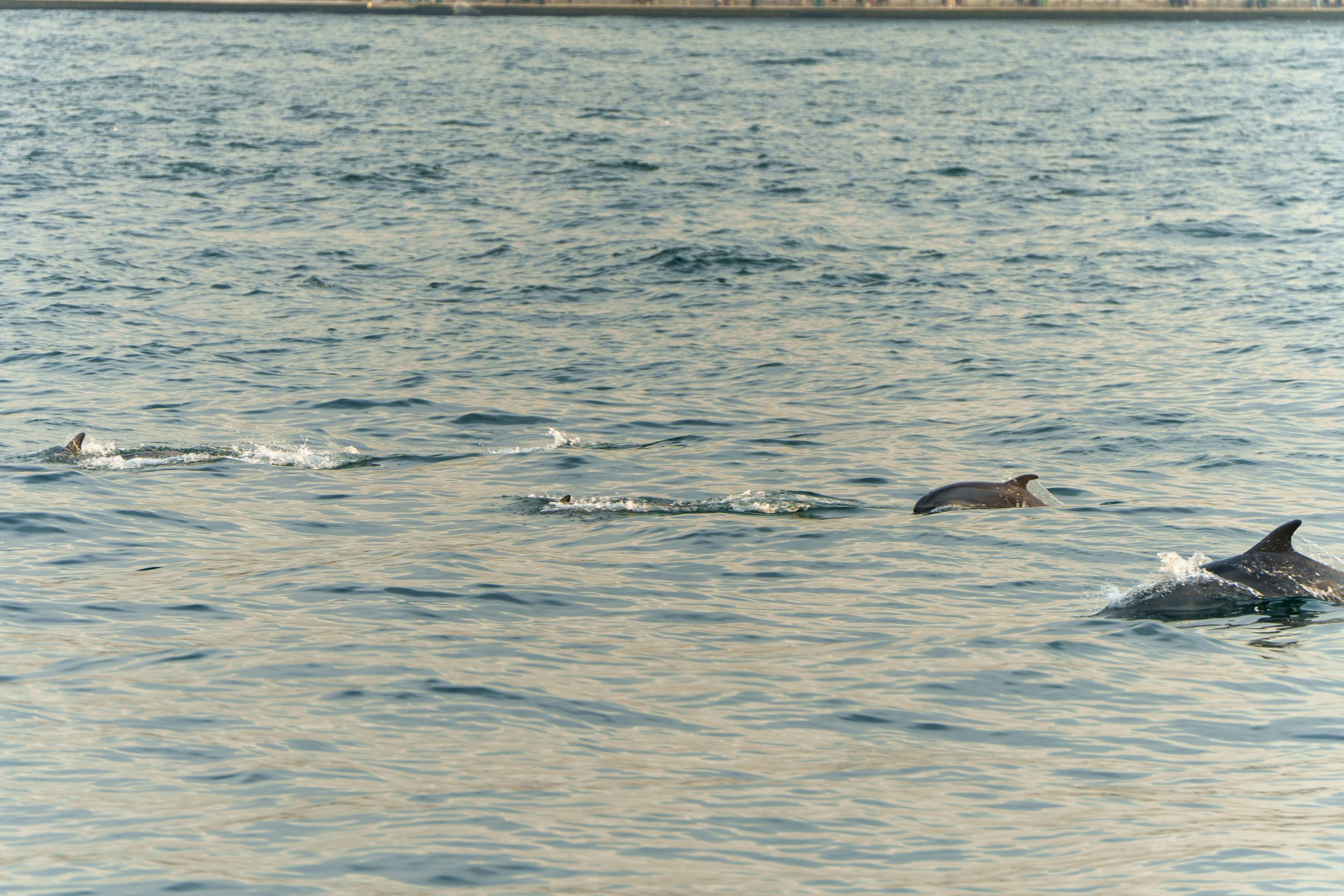 dolphins.jpg