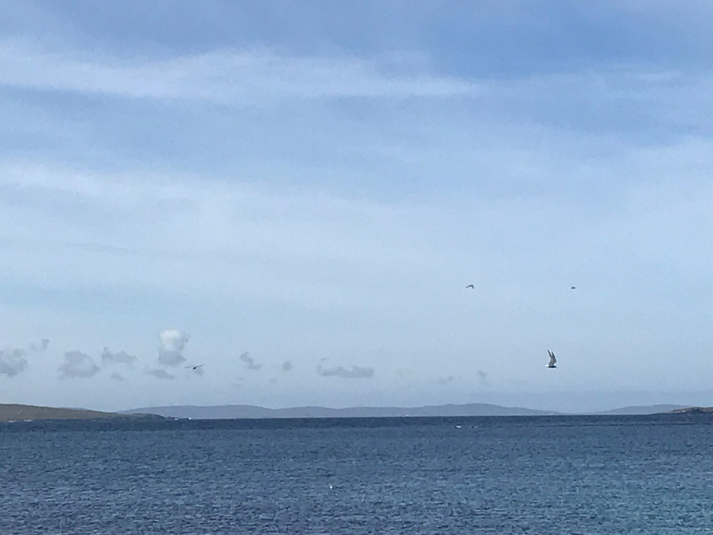 Sea-scape-birds.jpg