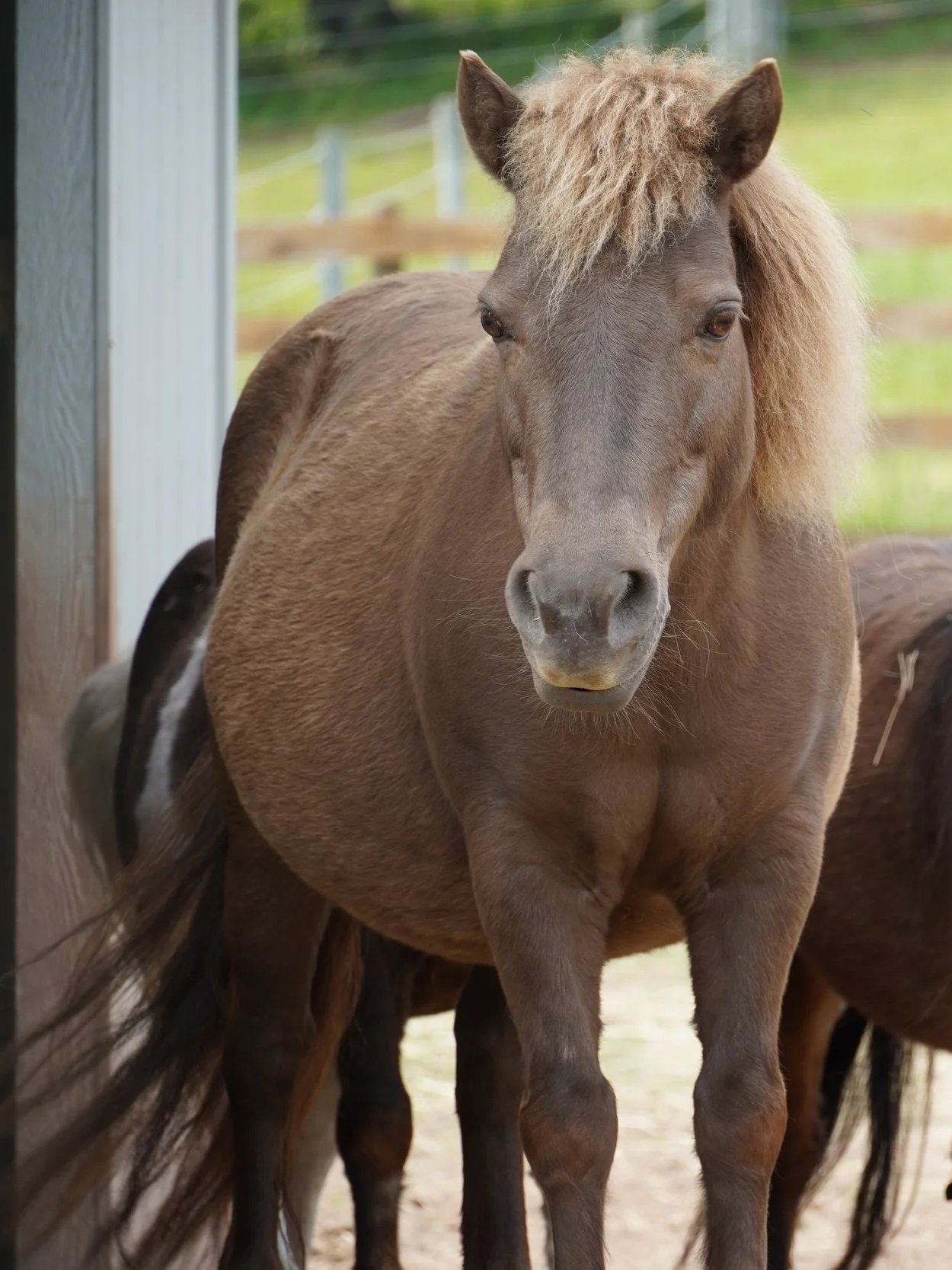 A brown pony with a purple halter standing in a barn with straw on the floor.