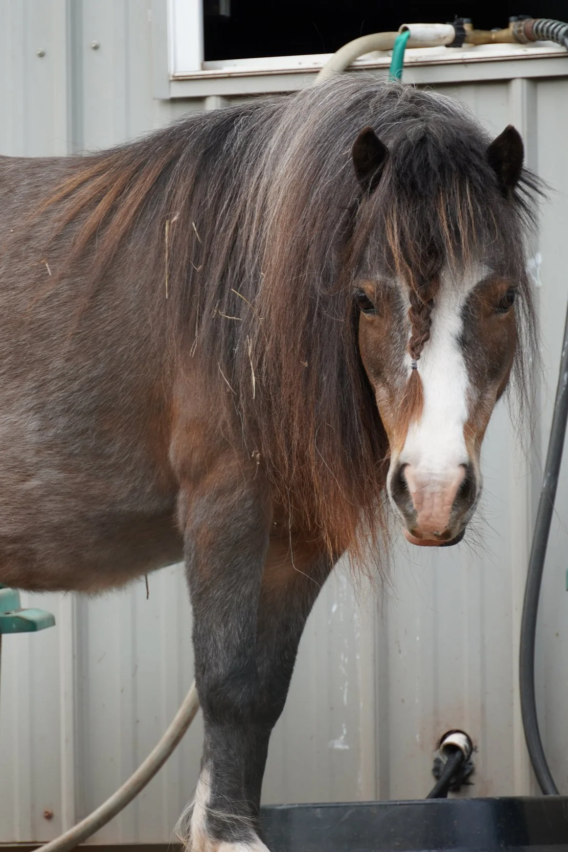 Close-up of a horse with a purple halter in a stable.