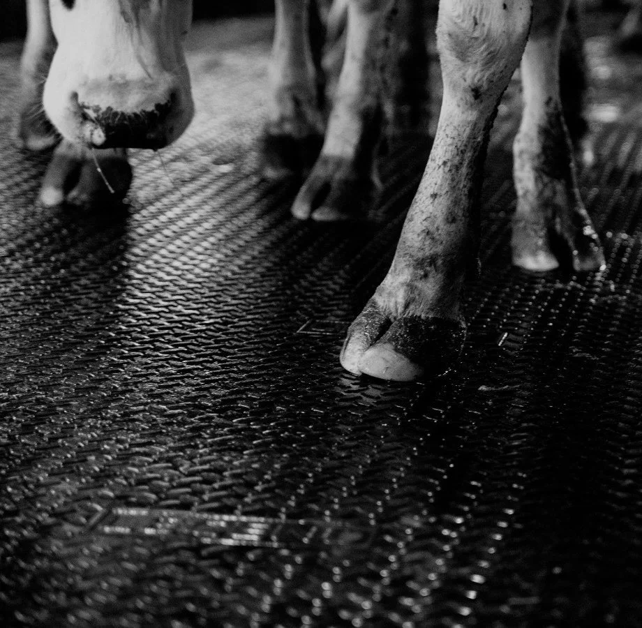 The hoof health game-changer no one can ignore. Why rubber? Because it works hard as you do. Tough, non-slip and easy to clean - rubber keeps your herd safer, your barn cleaner and your costs down. Built for agriculture, built to last.

 #raisedonleg