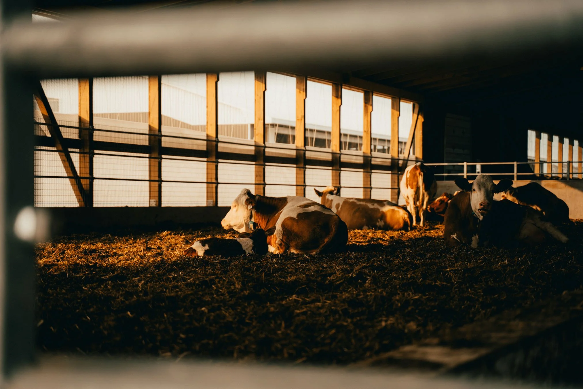 Lie Down, Milk Up: The Rest-to-Yield Connection