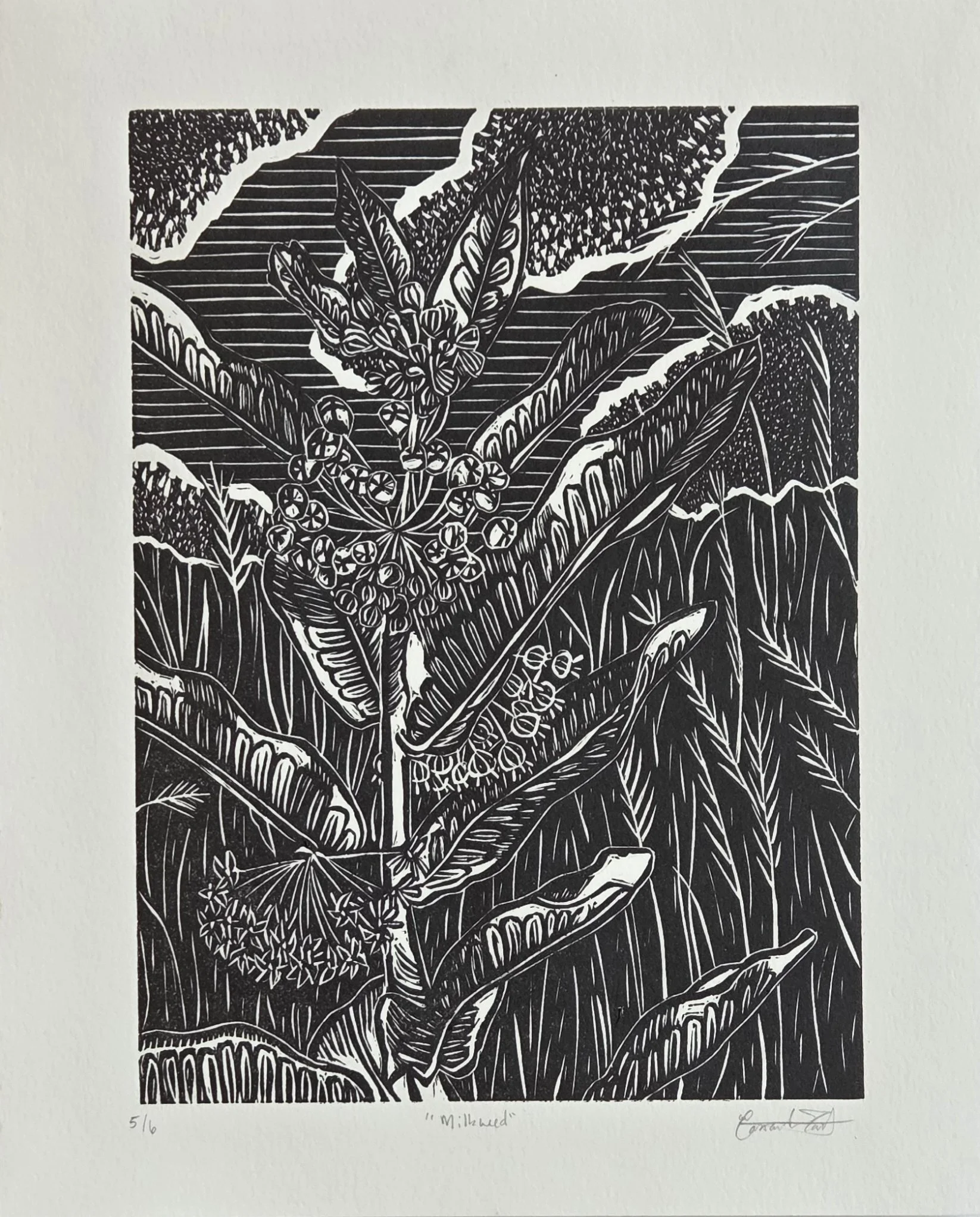 "Milkweed", 2025, 8" x 10"