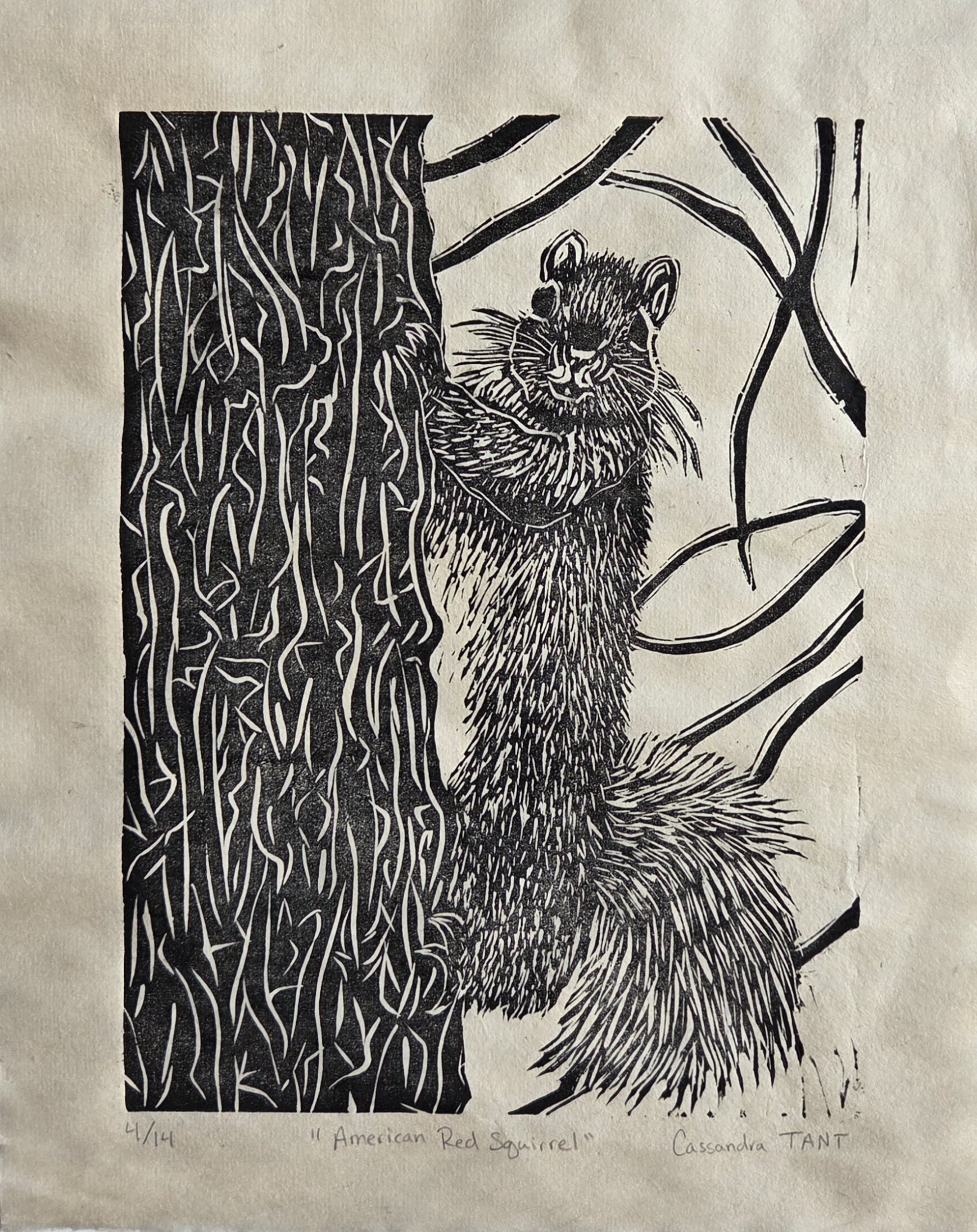 American Red Squirrel (cropped).jpg