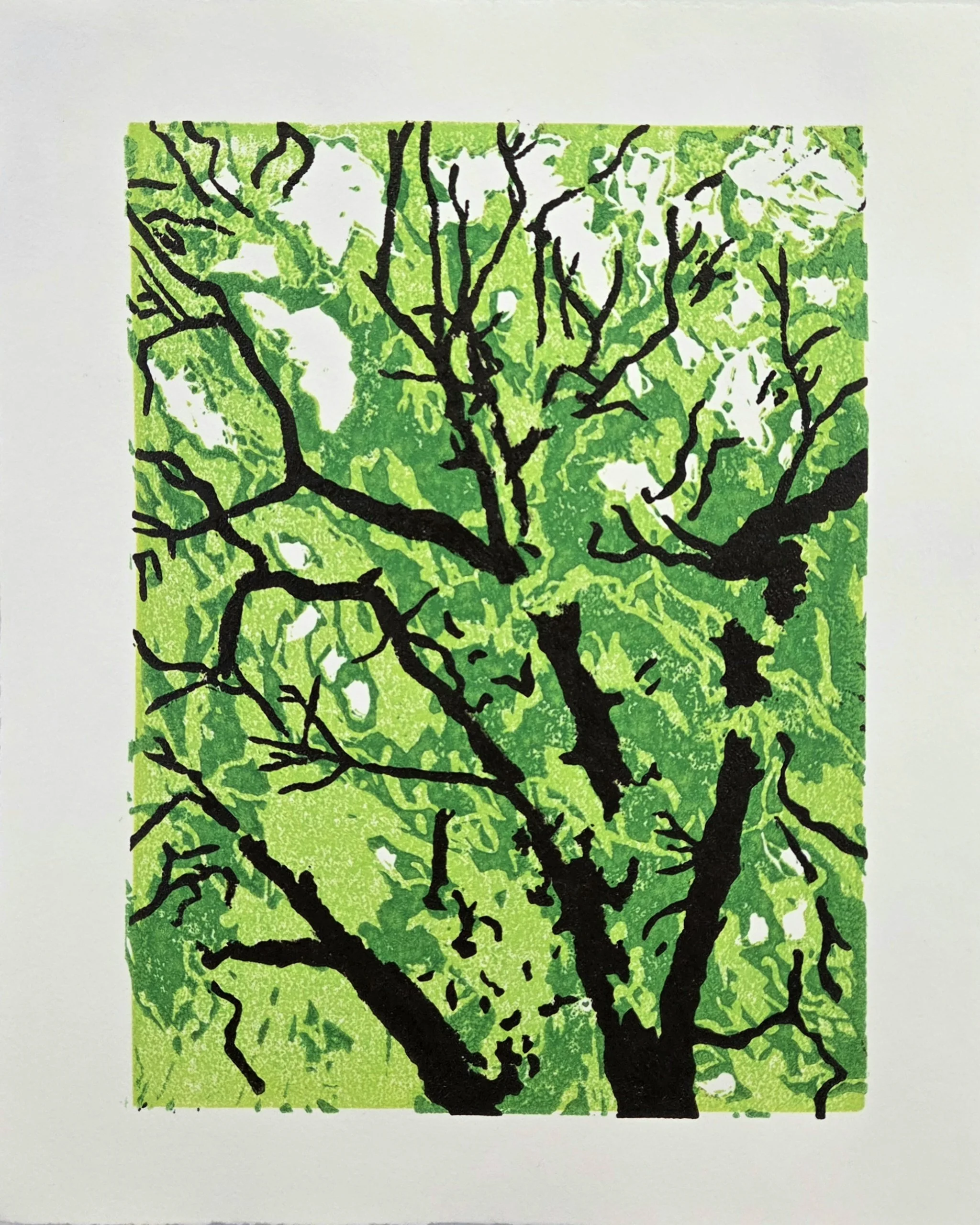 "Black Walnut", 2026, 8" x 10"