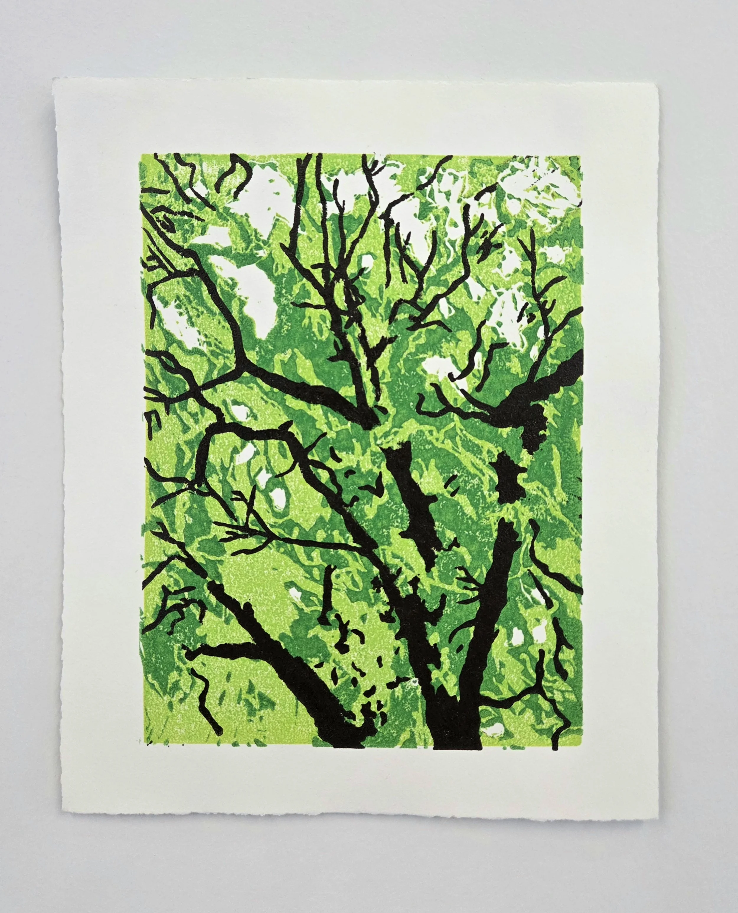 "Black Walnut", 2026, 8" x 10"