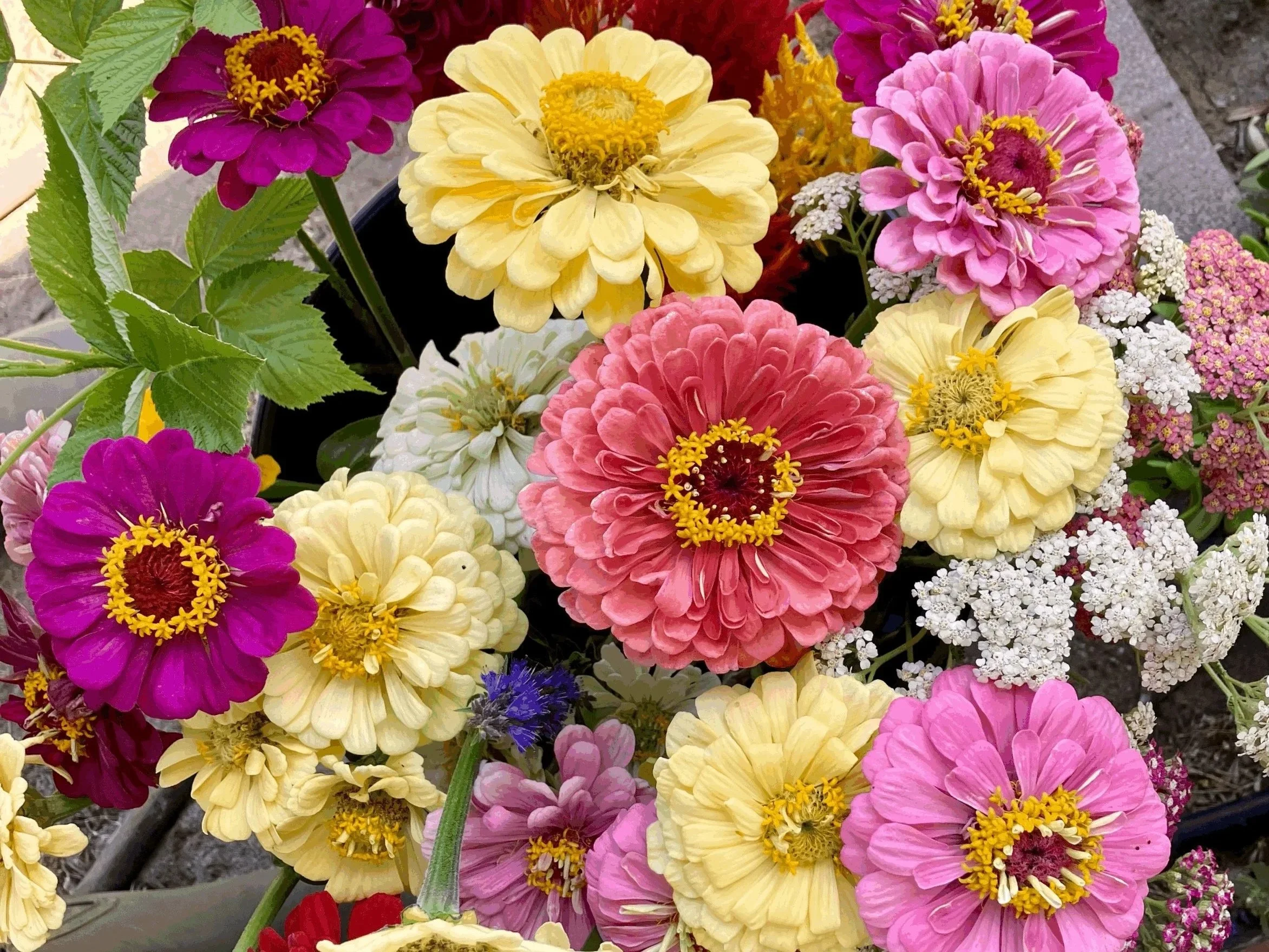 5 Steps to Longer Lasting Vase Life of Cut Flowers