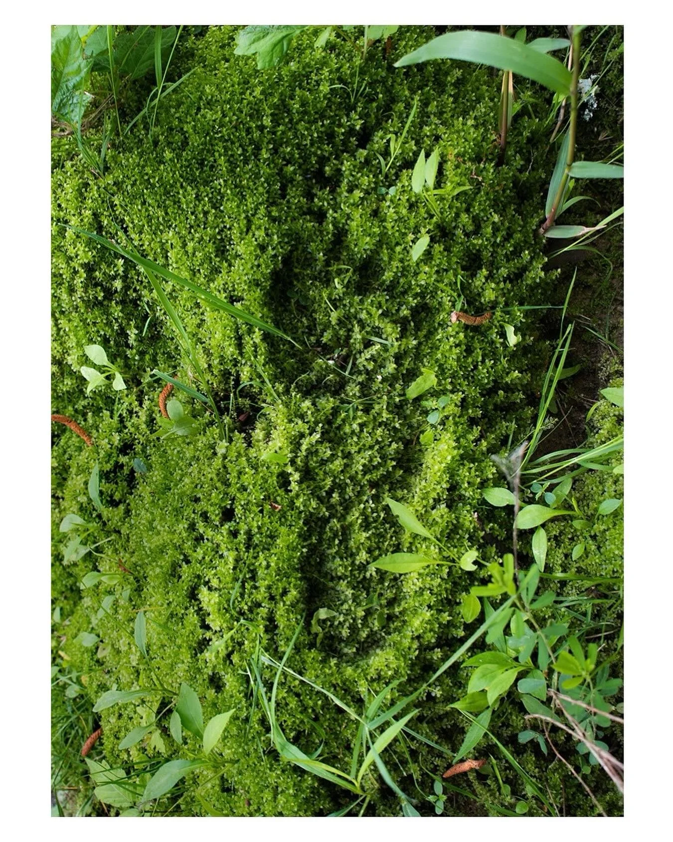 Trace 🌿

I shot this one over the summer. It is one of my favorites I&rsquo;ve ever done I think. &ldquo;Leave No Trace&rdquo;