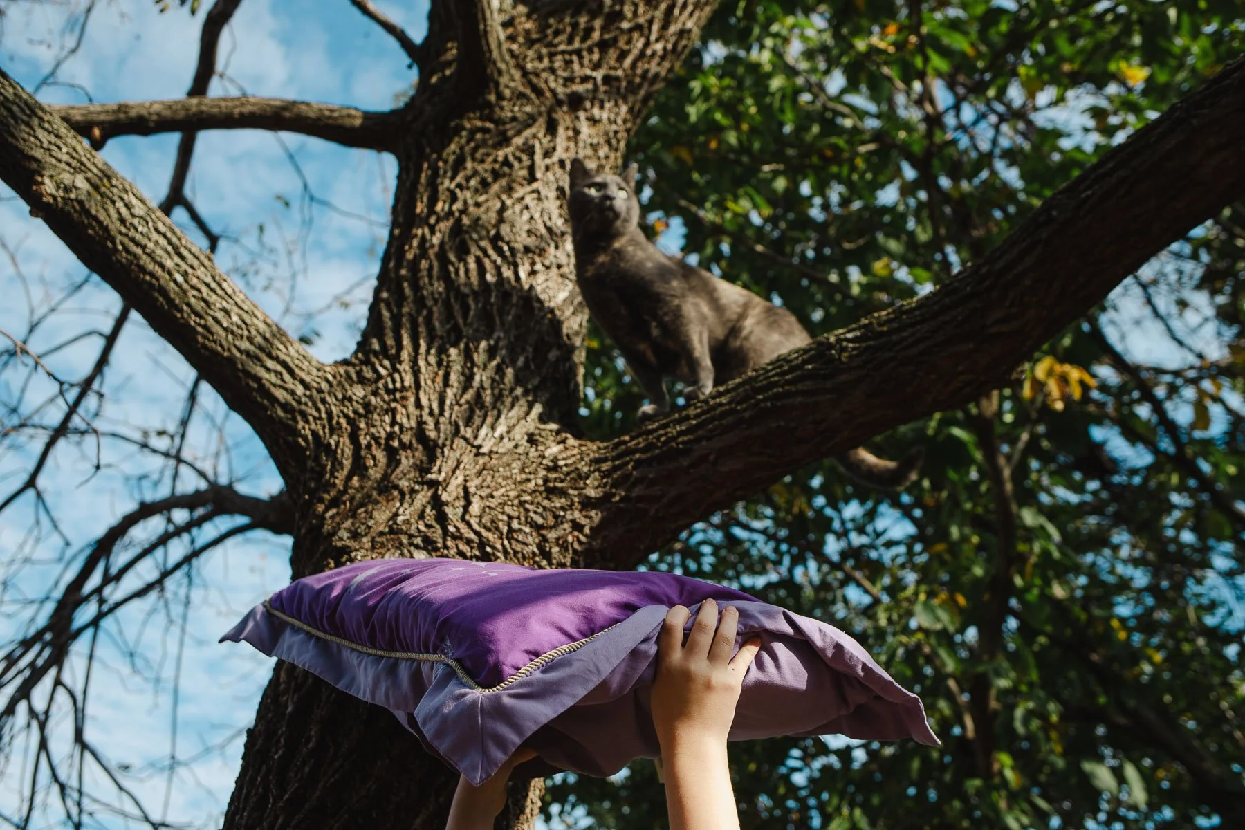 A person's hand is holding a purple pillow under a tree branch while a black cat stands on the branch above, surrounded by green leaves and blue sky.