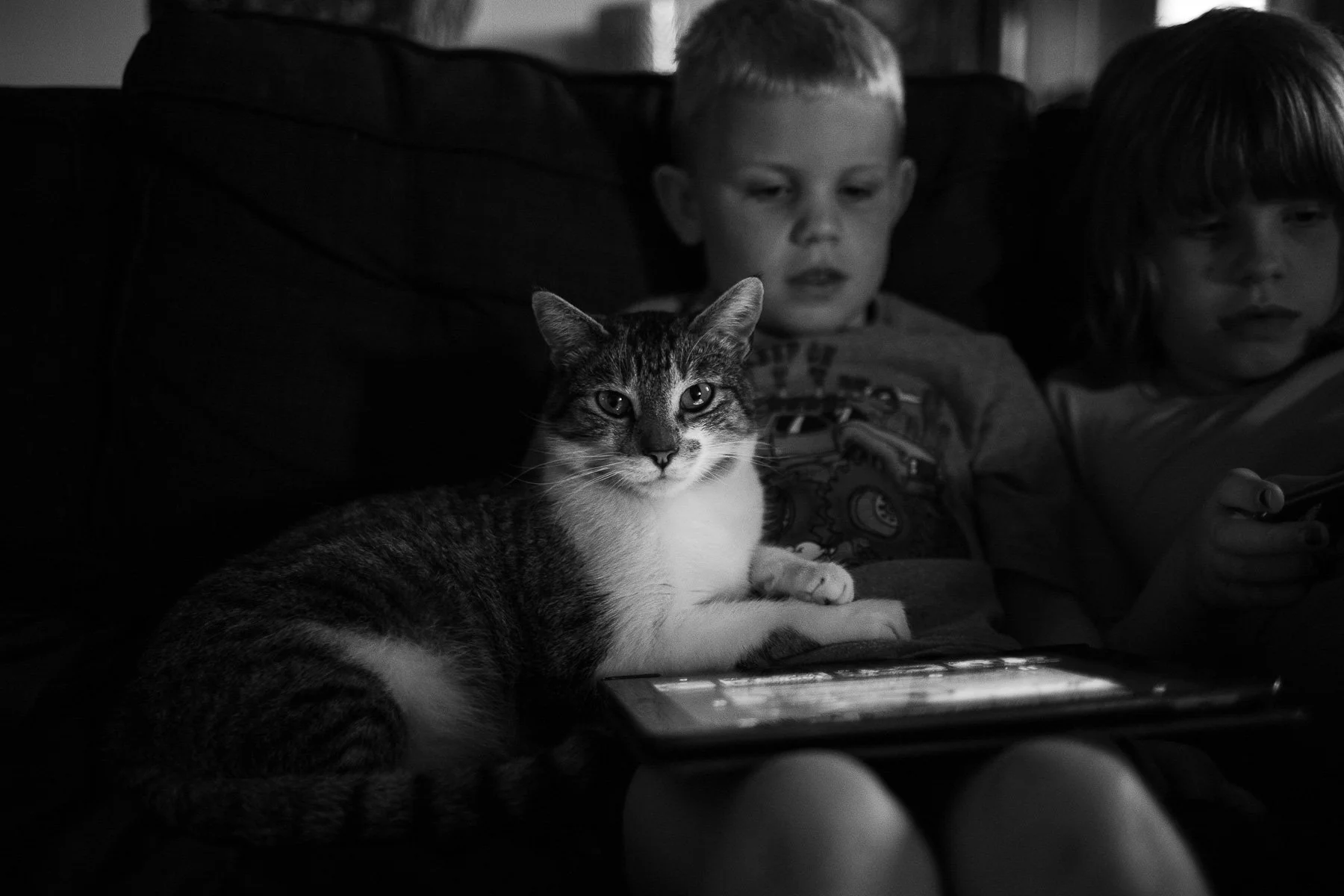 Tabby Cat Laying on Small Child's Lap Staring at Camera