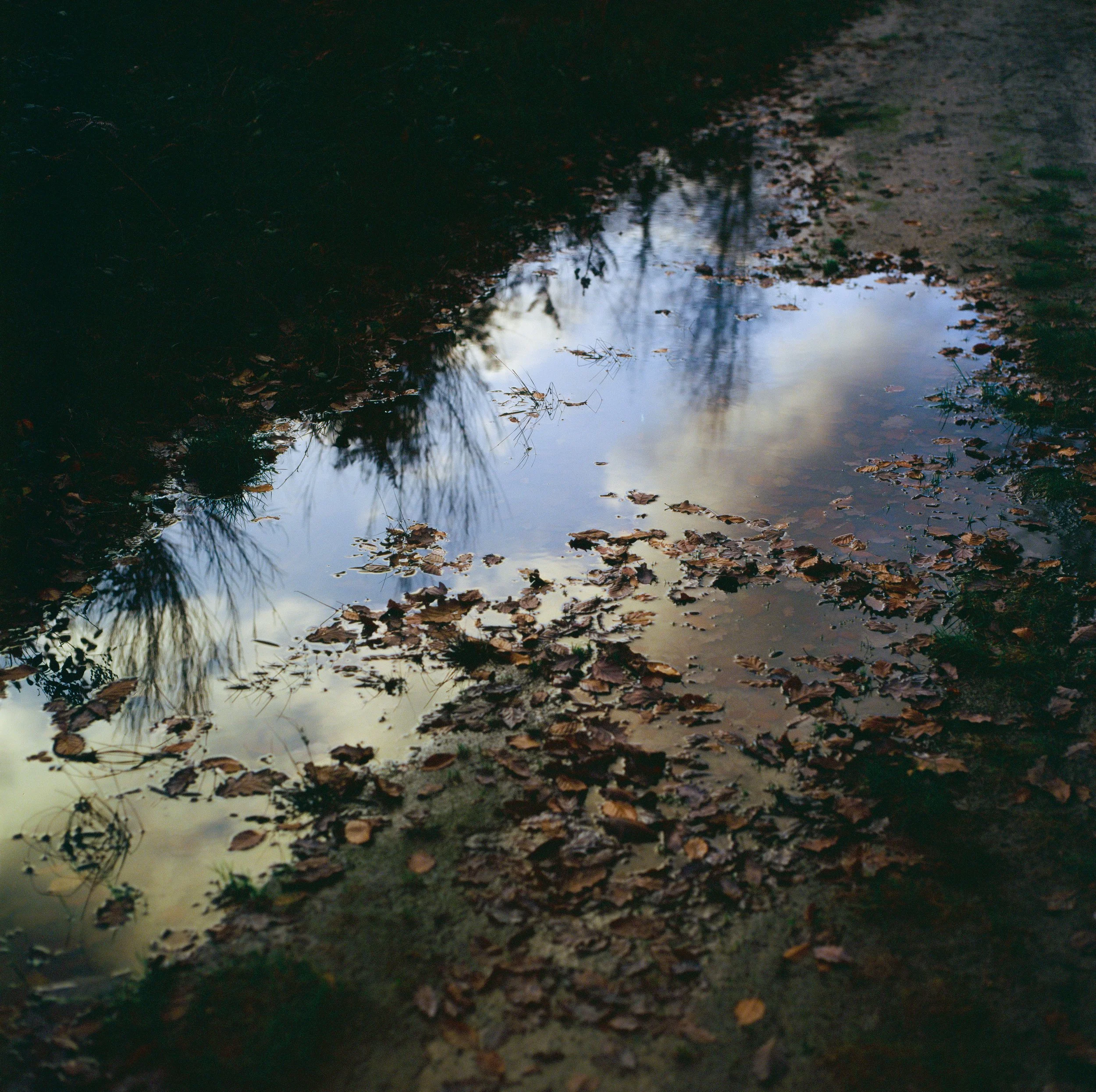 Puddle of water on a dirt path with fallen leaves, reflecting cloudy sky and trees.