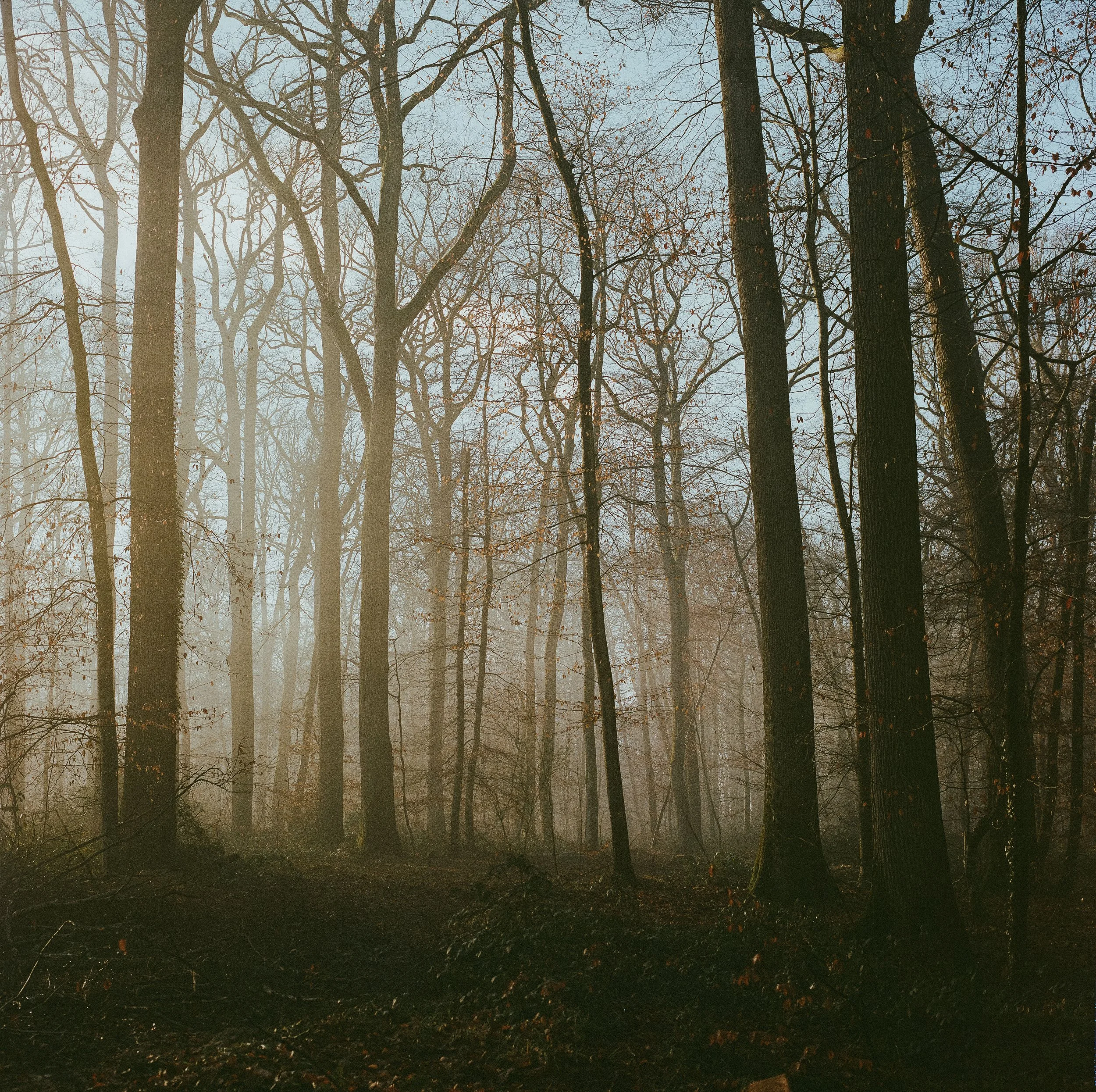 A foggy forest with tall leafless trees and a dark forest floor.