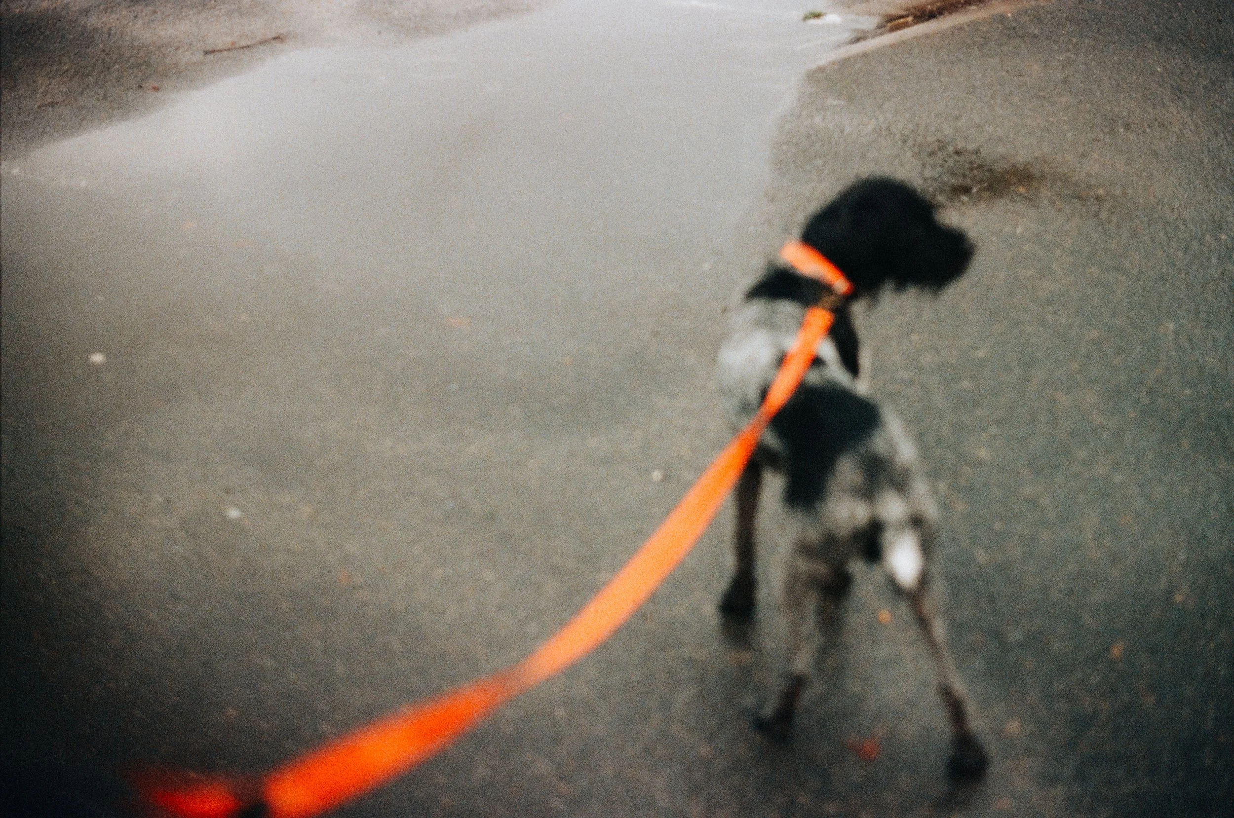 A black and white dog on a leash walking on a sandy beach near water.