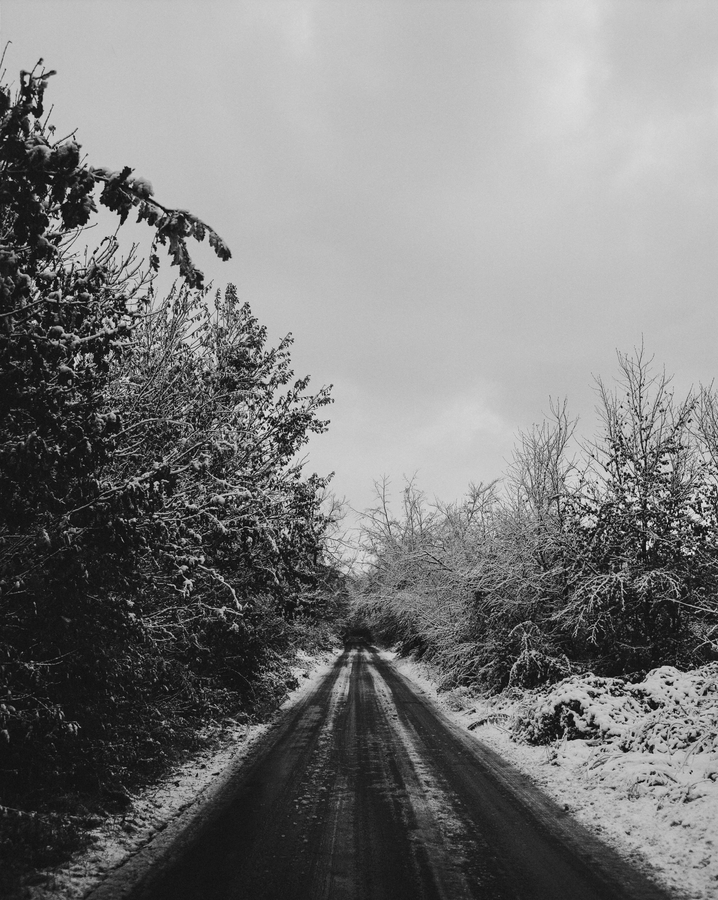 Snow-covered trees and a narrow road in winter, leading into the distance under a cloudy sky.