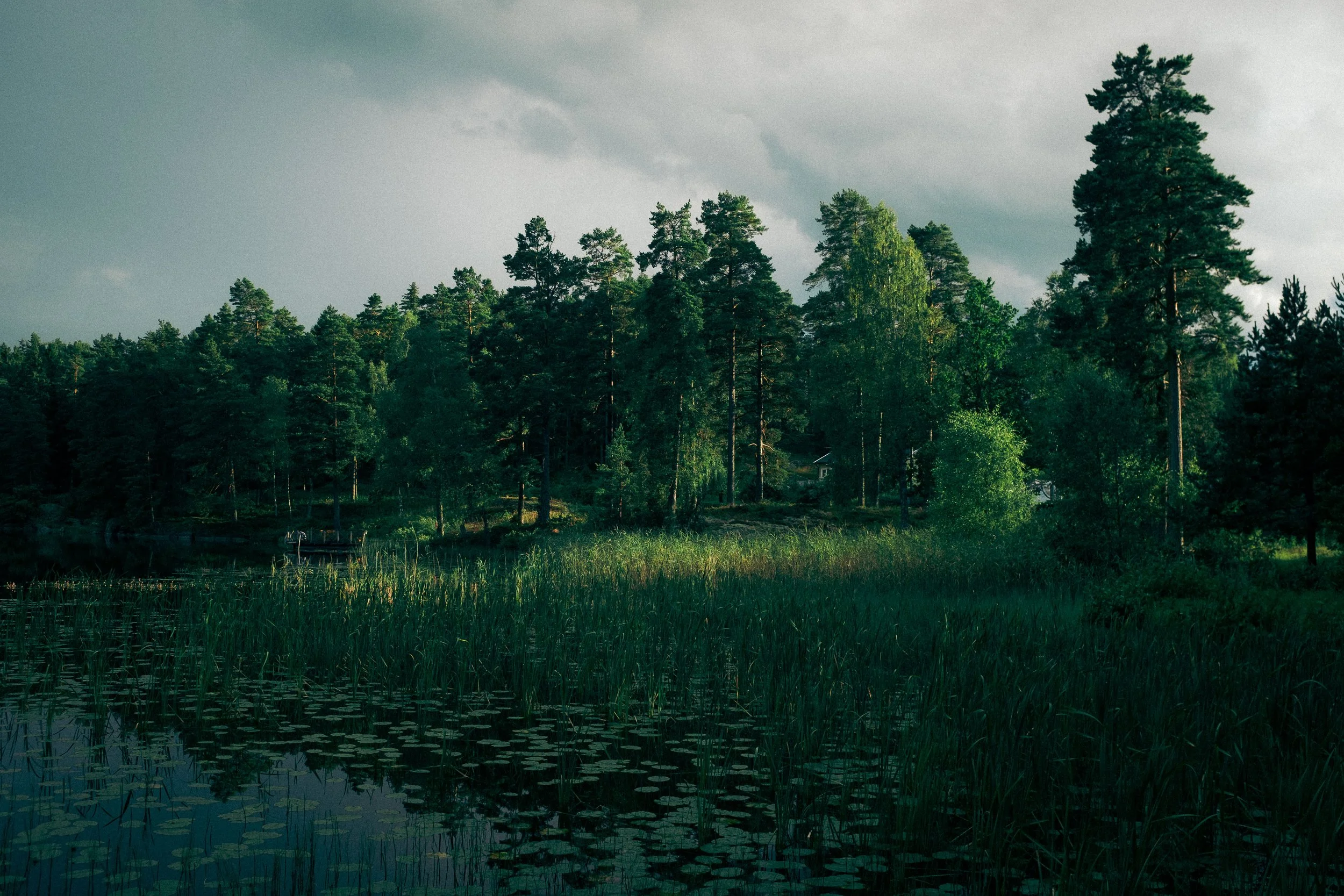 A peaceful lakeside scene with tall pine trees and dense greenery, partly cloudy sky.