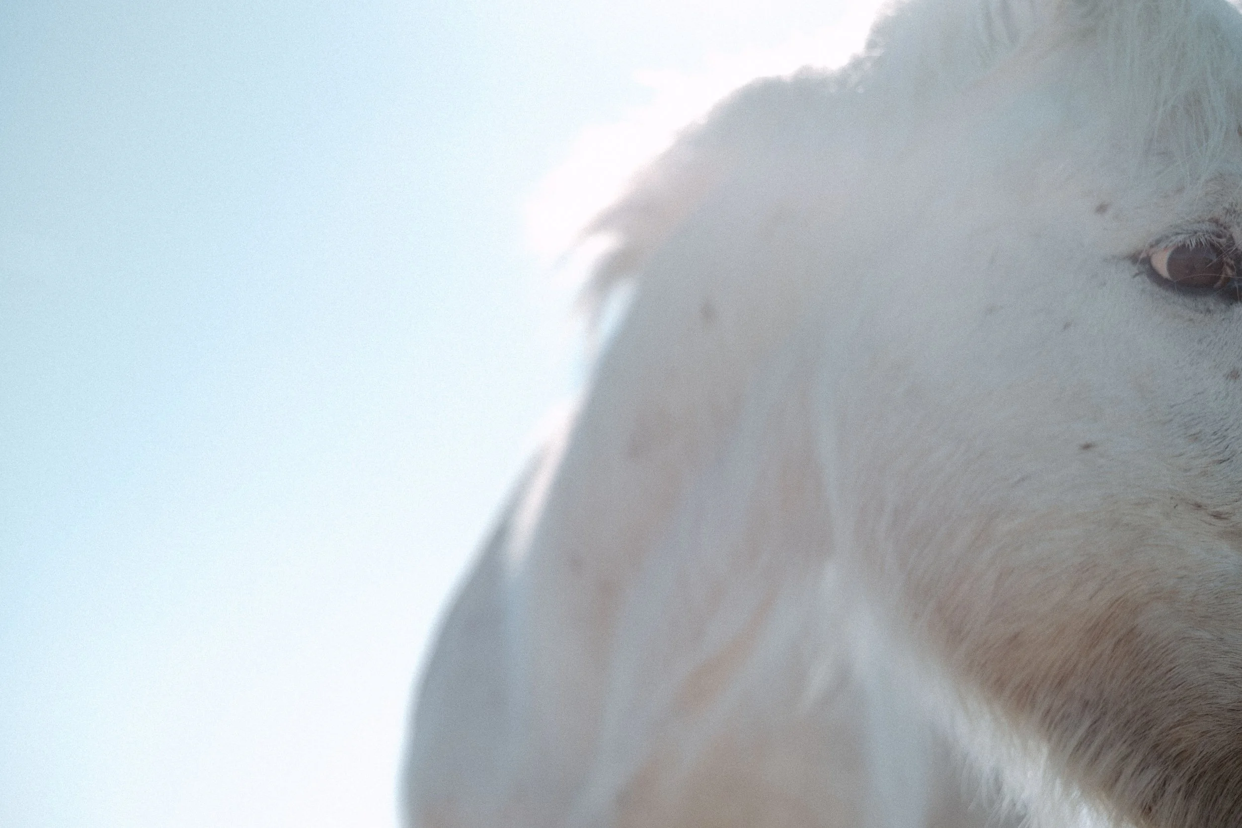 Close-up of a white horse's face with a soft background.