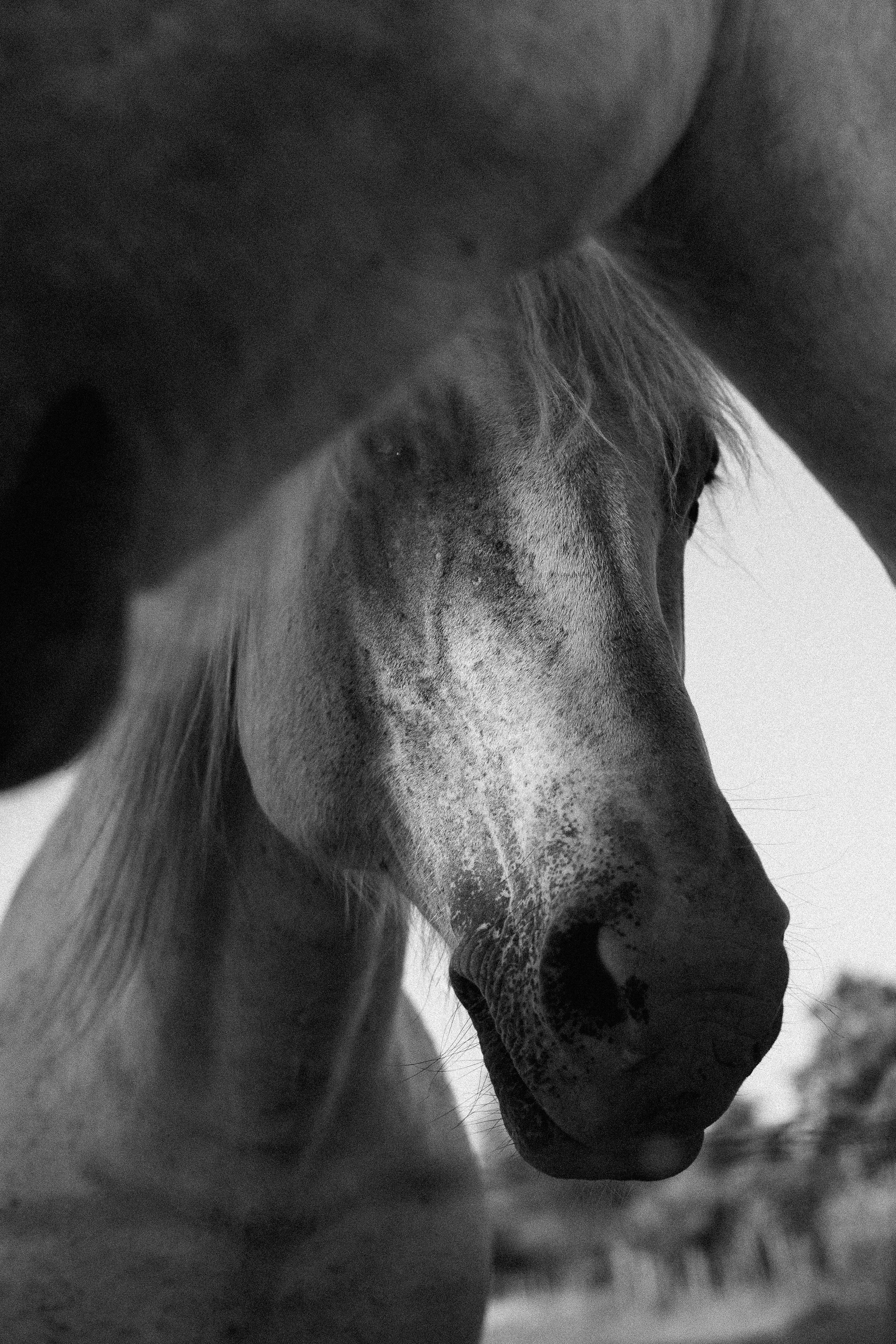 Close-up of two horses, one in the foreground and one in the background, in black and white.