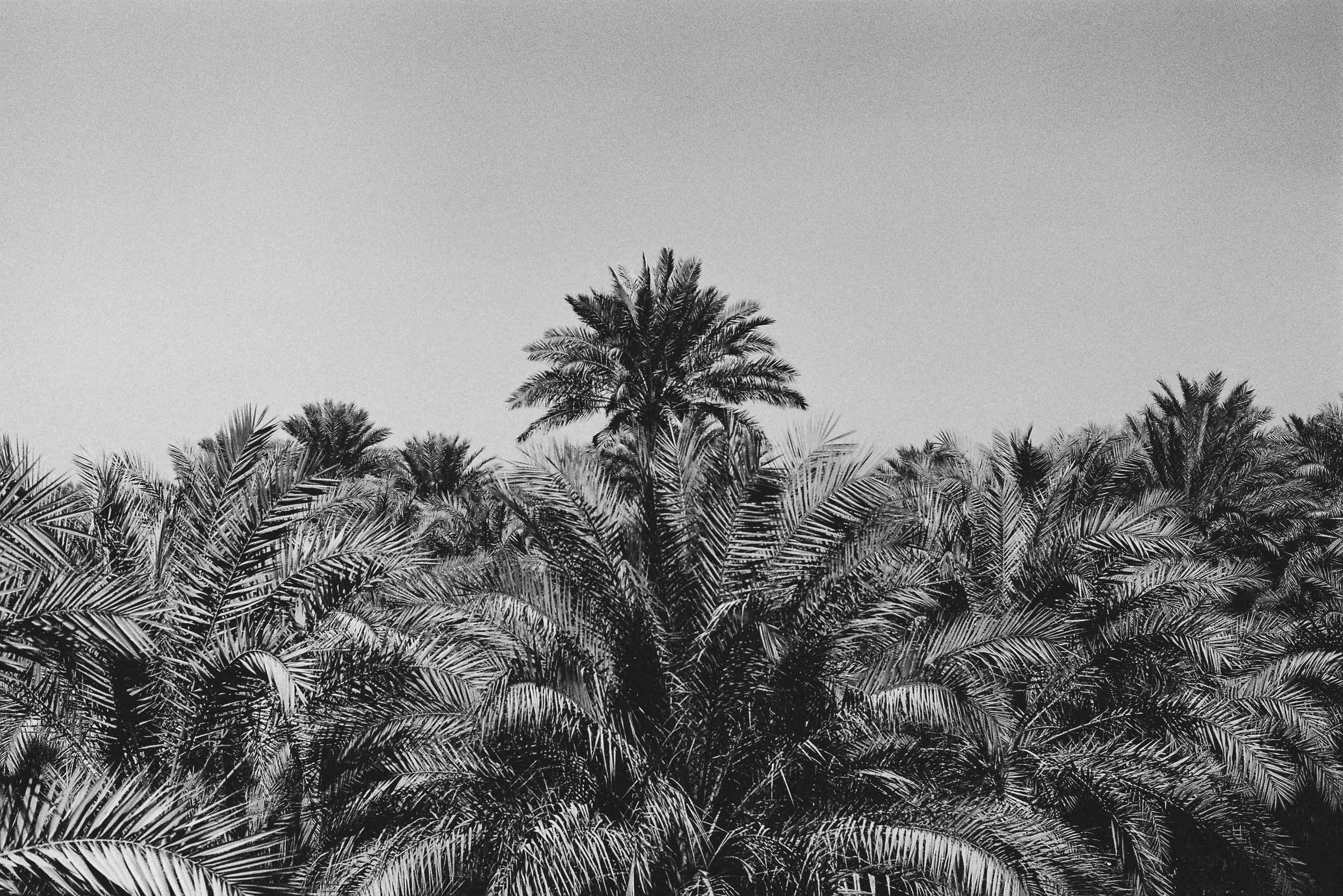 Black and white photo of a dense cluster of palm trees under a clear sky.