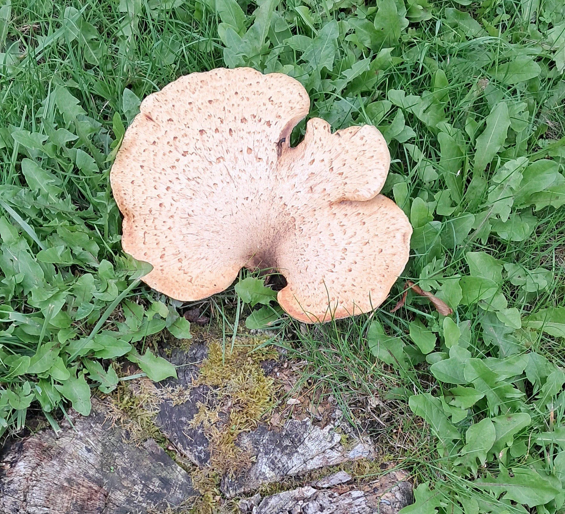 Martin S Fungus 2026.jpg