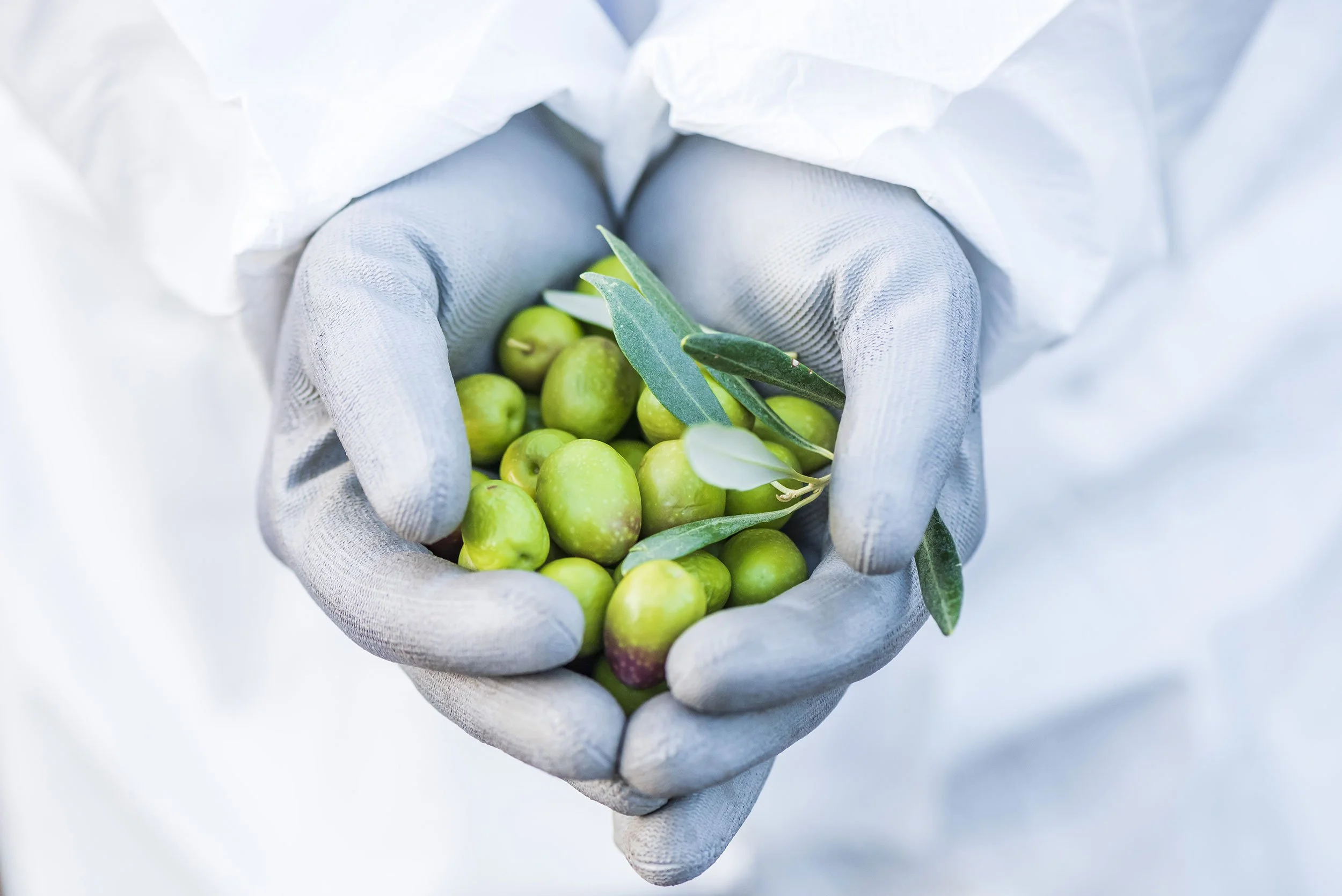 Fresh olives held in hands, symbolising premium Spanish olive oil