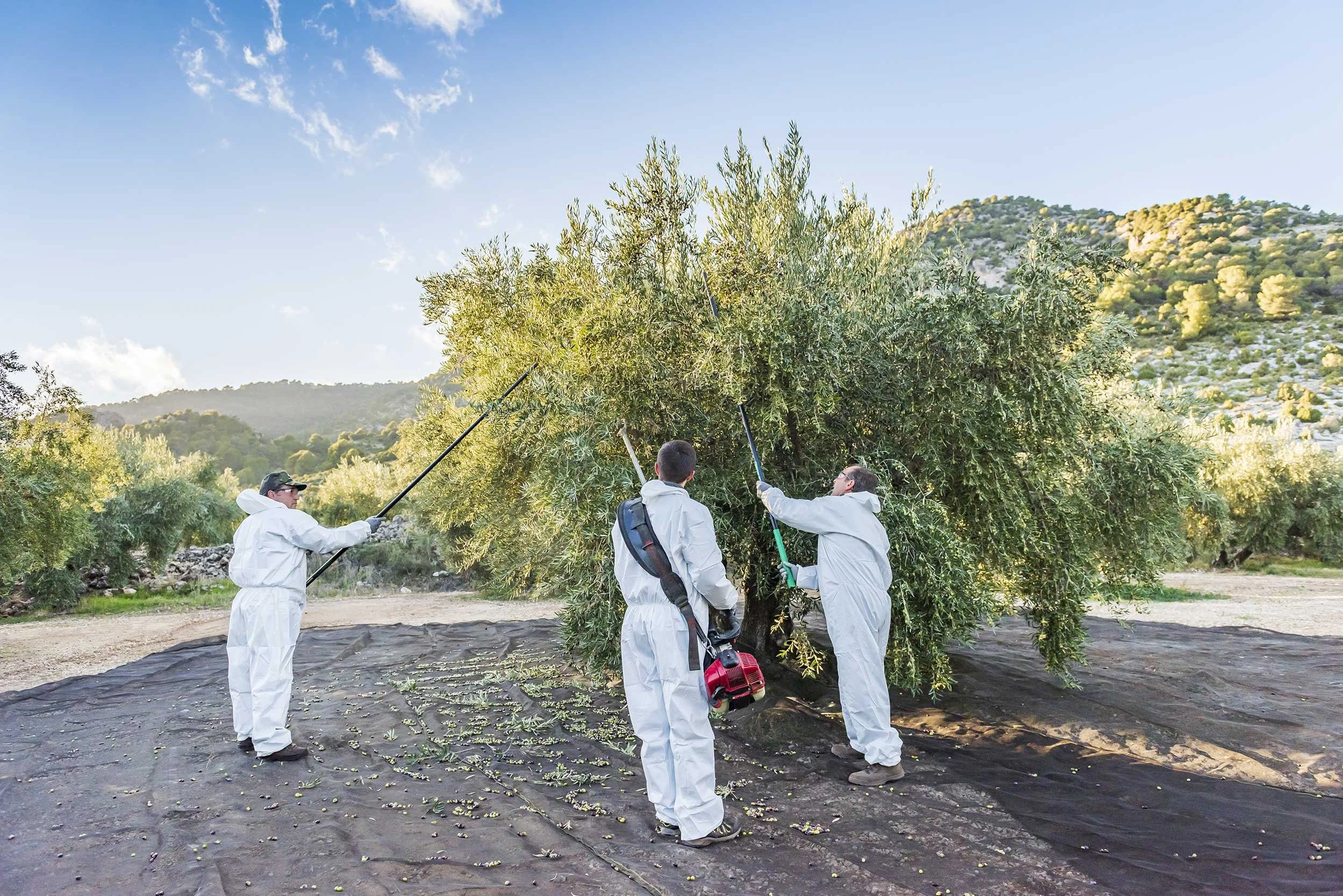 Traditional olive harvest in Sierra de Cazorla, Spain