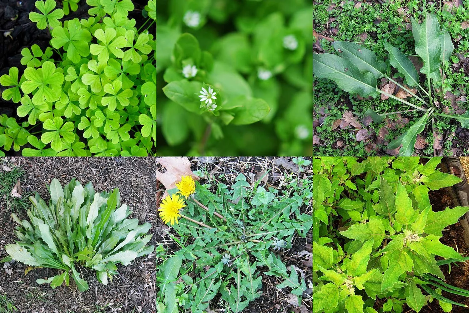 EDIBLE WEEDS - Culinary and Medicinal Benefits and Uses of Weeds, Thursday May 14 at 10:00 AM