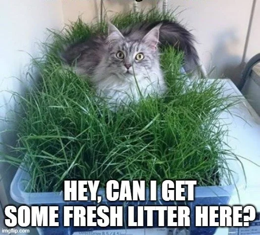 The Greenhouse Cat Litter     Cat-astrophe