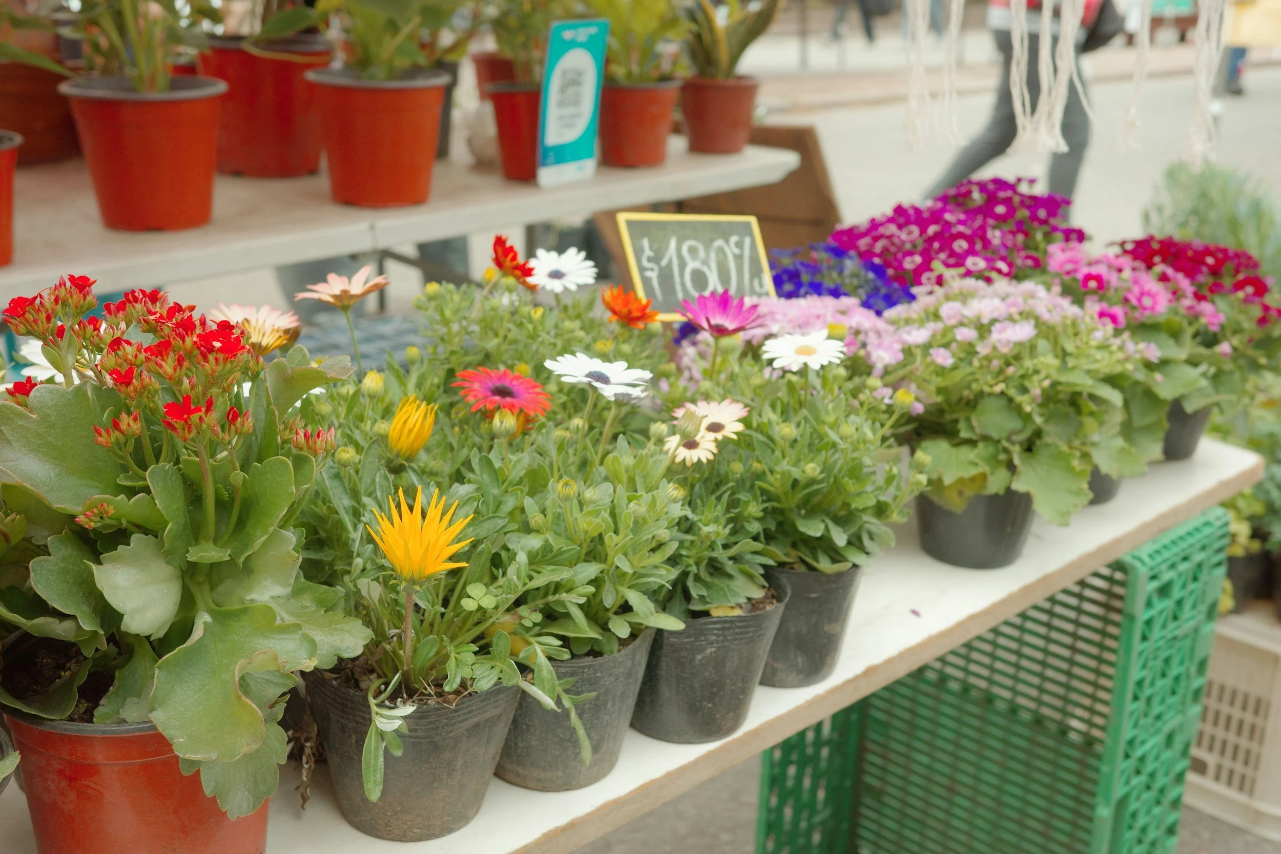 Mark Your Calendar for Our Annual Spring Plant Sale &amp; Easter Egg Hunt