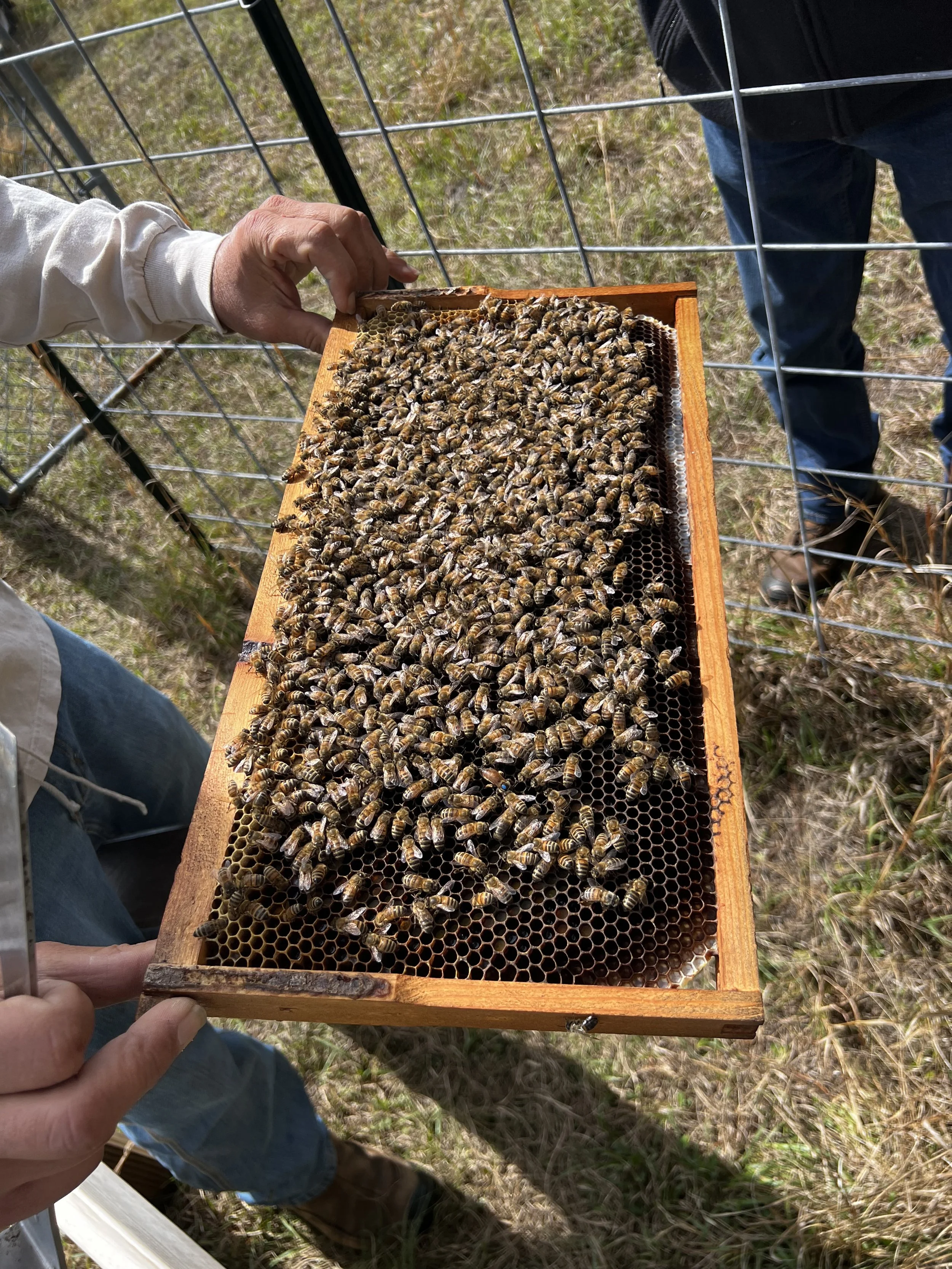 Beekeeping 101 with Andrew