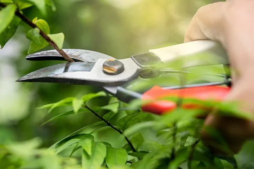 cuttings2.jpg