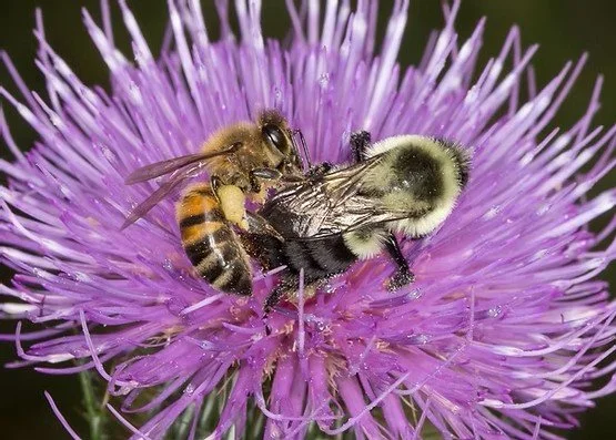 Understanding the Honey Bee and Wild Bee Conflict, Thursday May 7 at 11am
