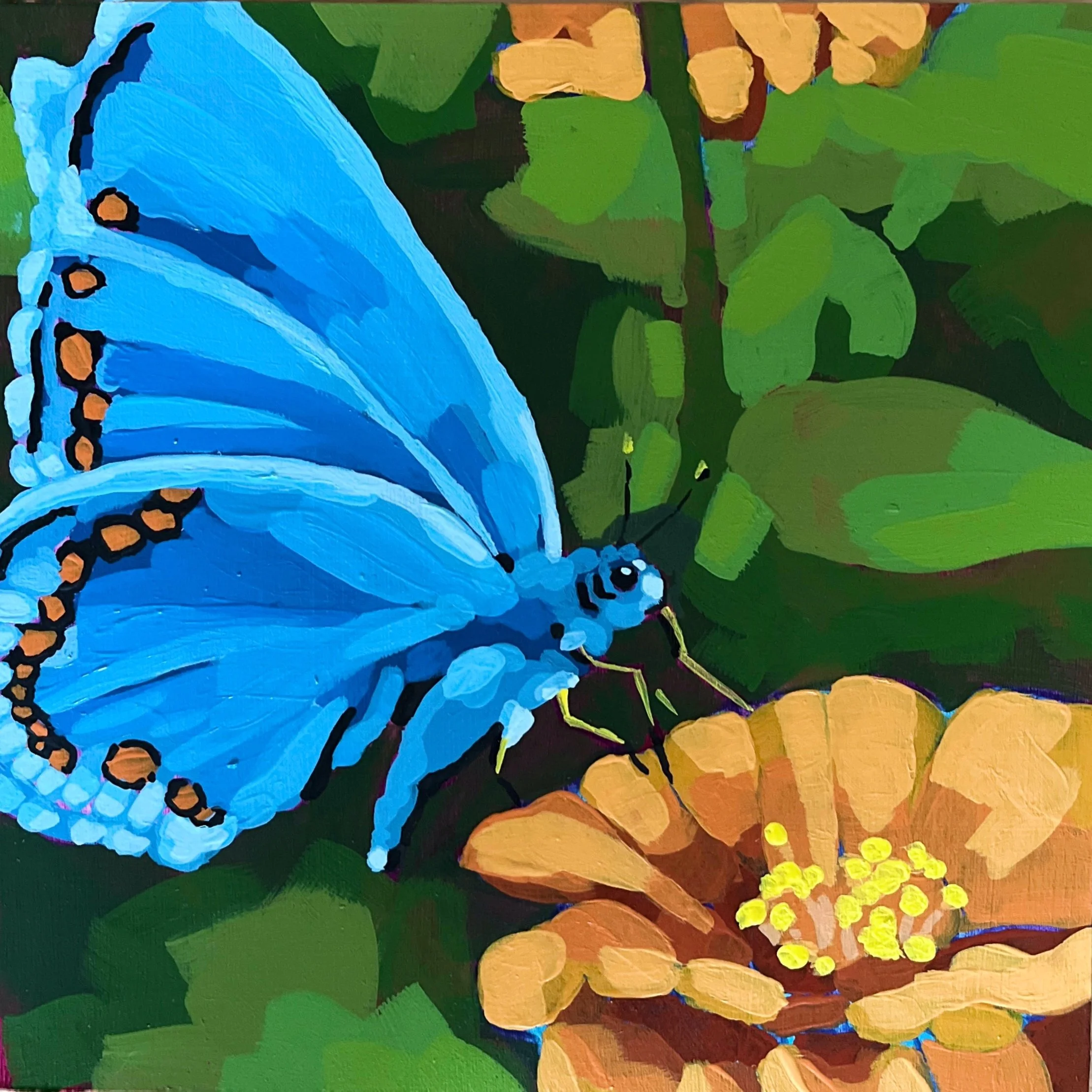 Butterfly and Zinnia