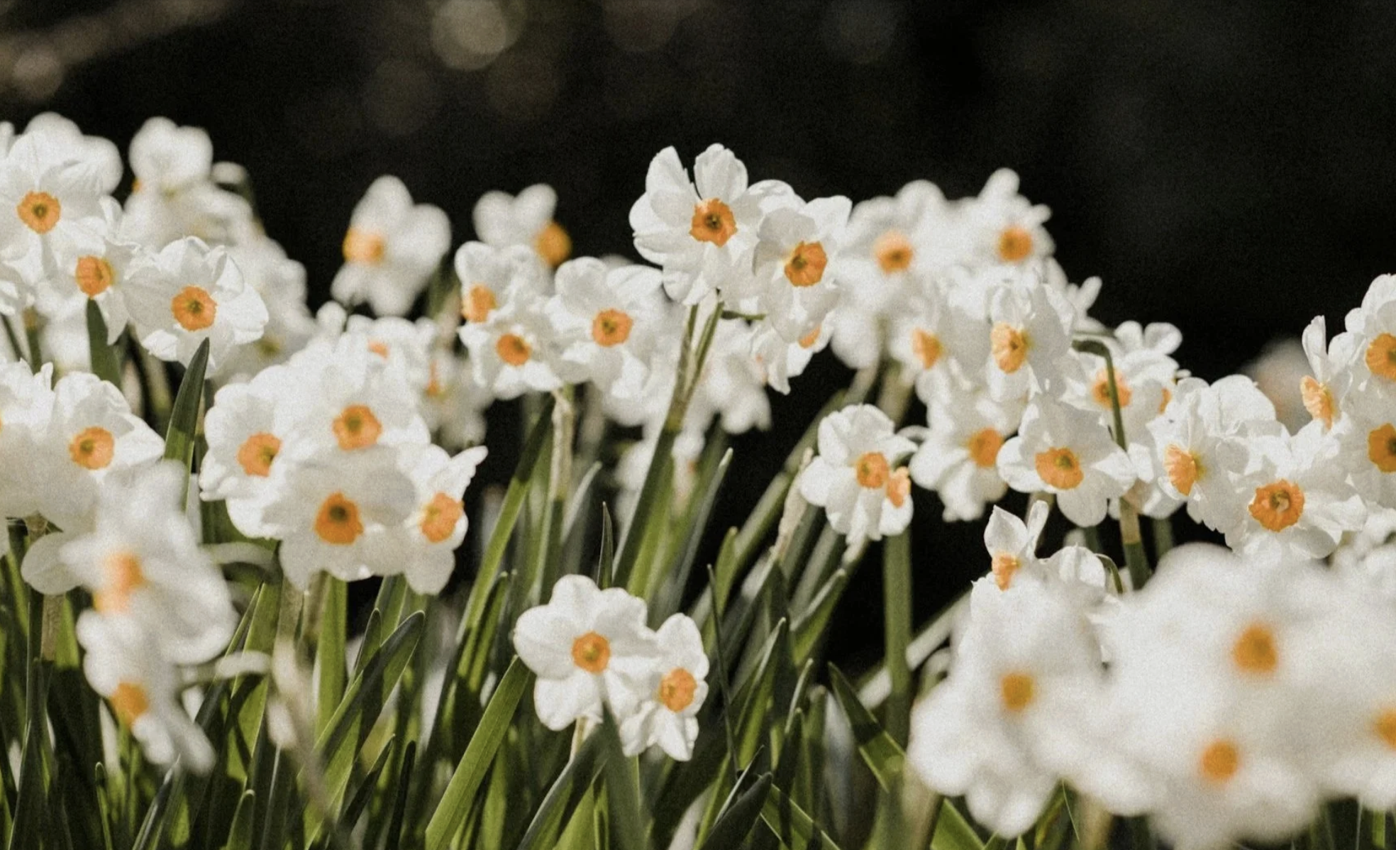 Rooted in Resilience: Preparing for Growth This Spring