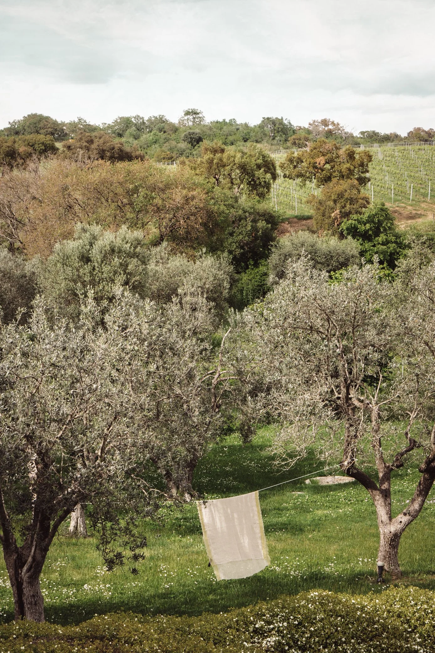 Modern white villa with pool set in the middle of an Italian olive grove in Tuscany