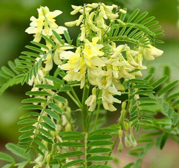 Astragalus