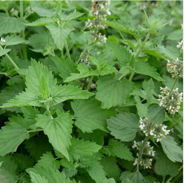 Catnip