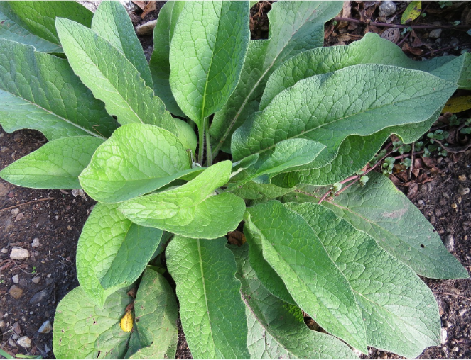 Comfrey Leaf