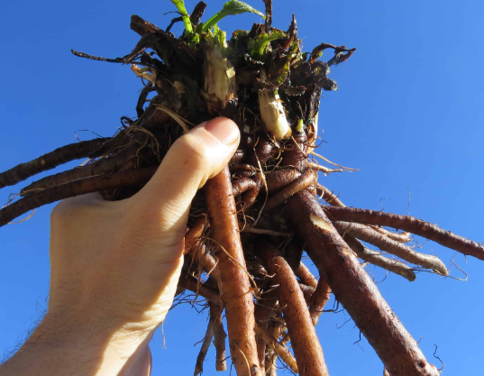 Comfrey Root