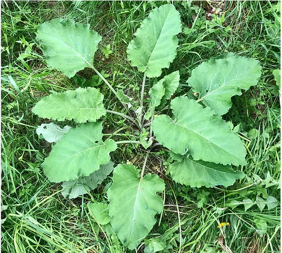 Burdock