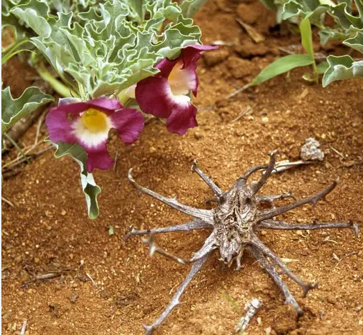 Devil's Claw