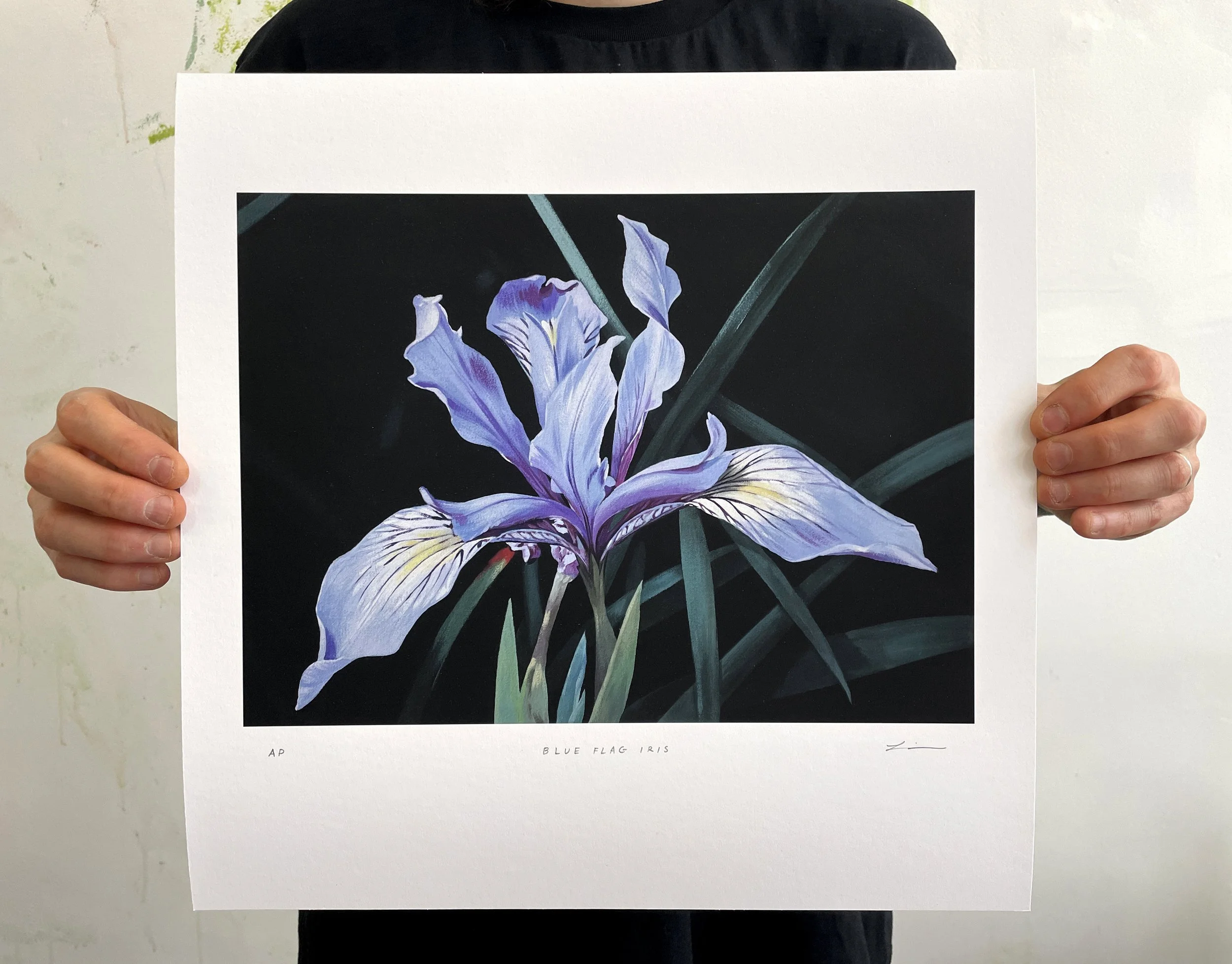 Louise Jones, “Blue Flag Iris” limited edition print
