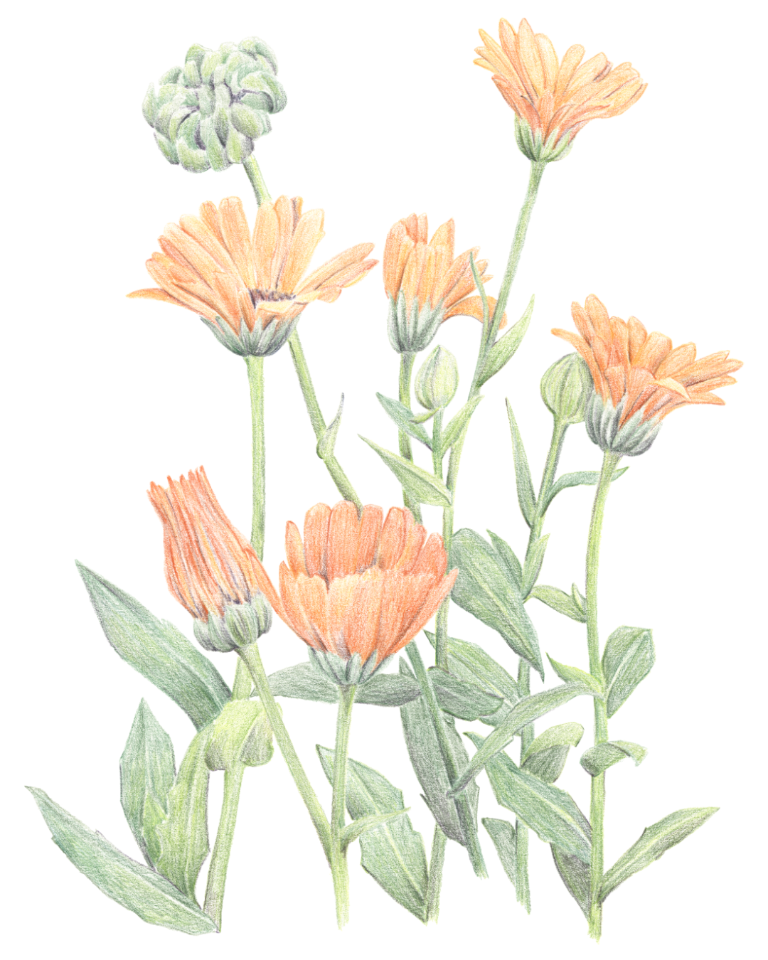 Illustration aux crayons de couleur d'un sujet floral : le calendulas. 