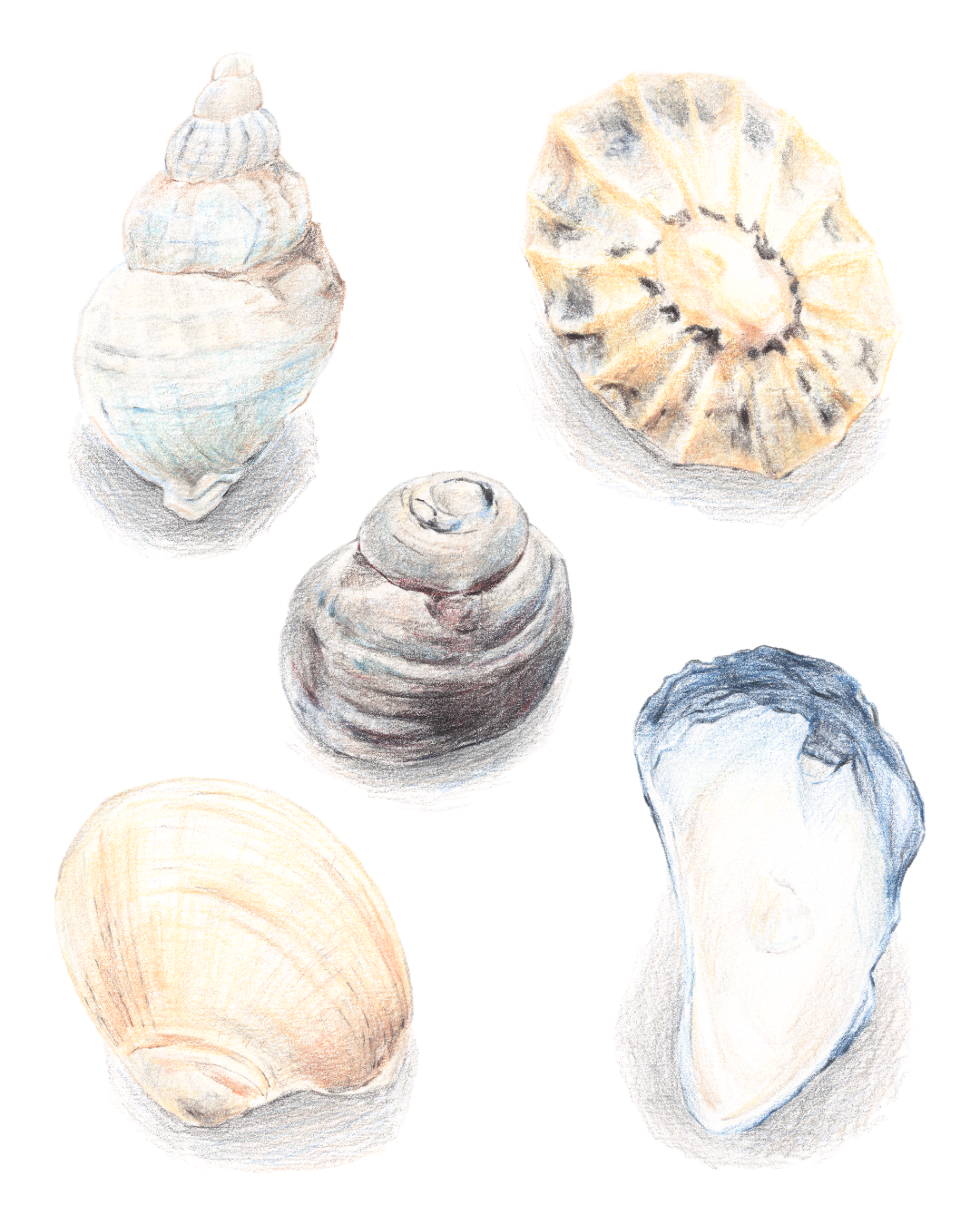 Illustration bretonne représentant divers coquillage (faune aquatique) aux crayons de couleur (dessin, dessin traditionnel) par une illustratrice free-lance basée à Brest dans le Finistère. Collection d'illustrations de coquillages.