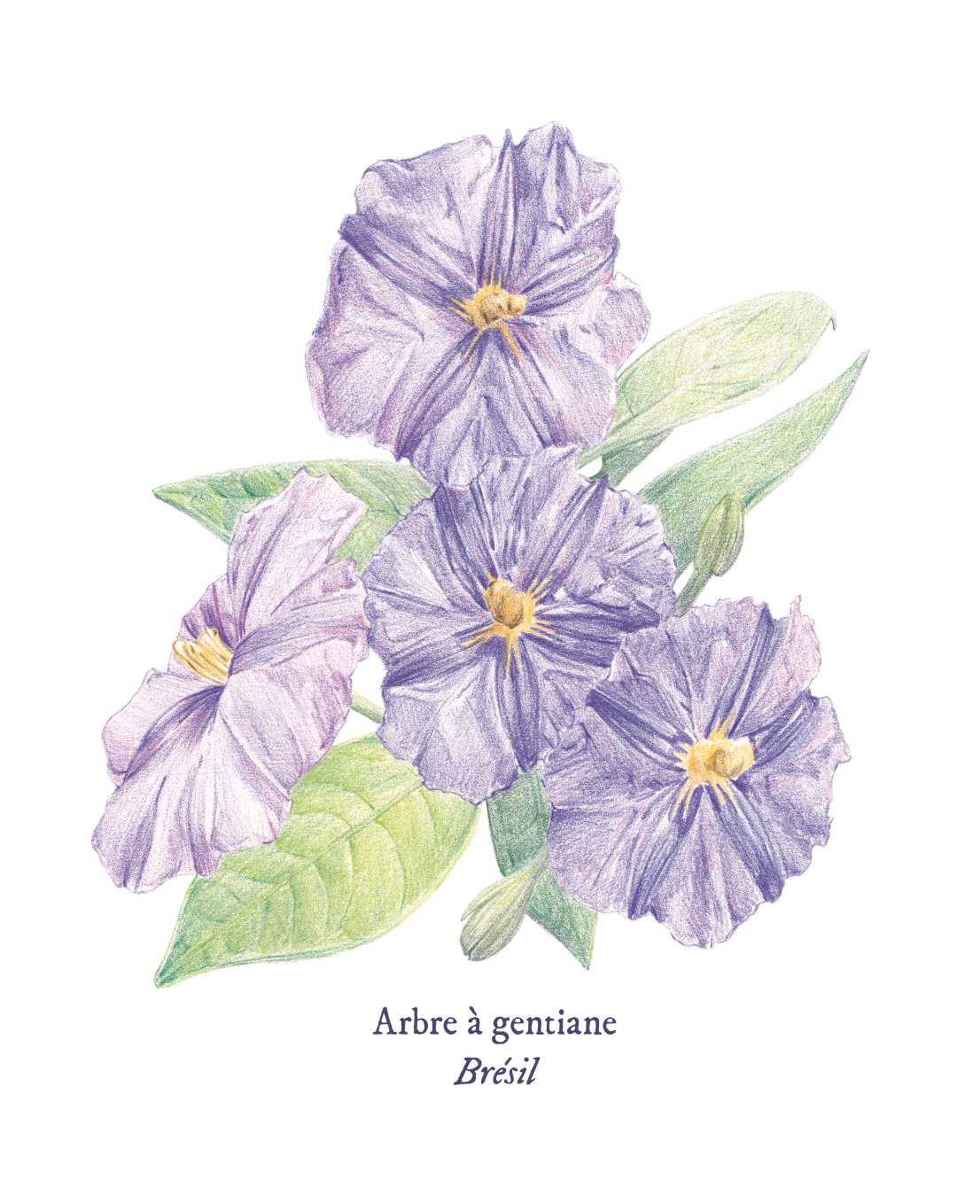 ARBRE A GENTIANE.png