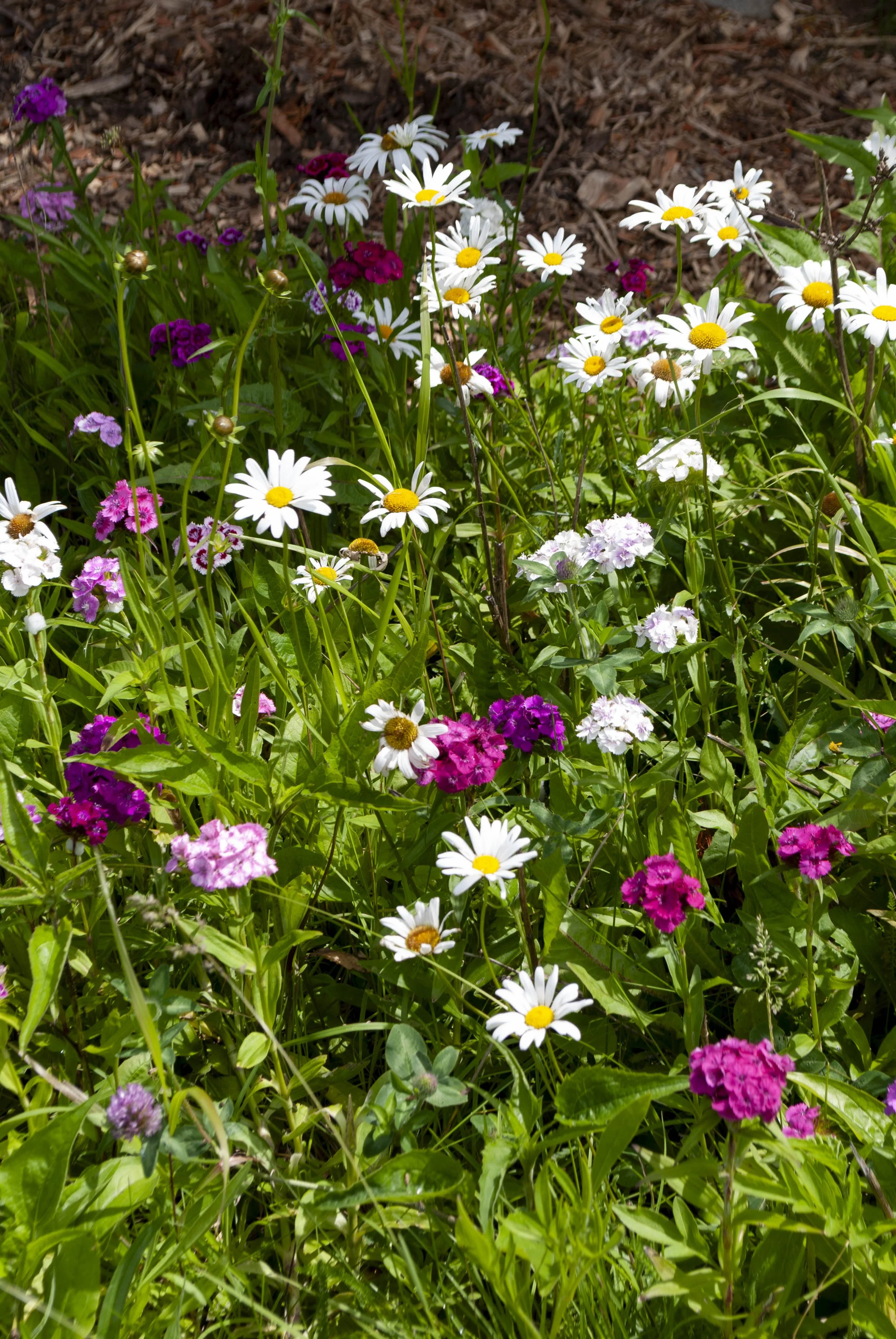 Honeycomb_Pollinator Garden_FB-9.jpg