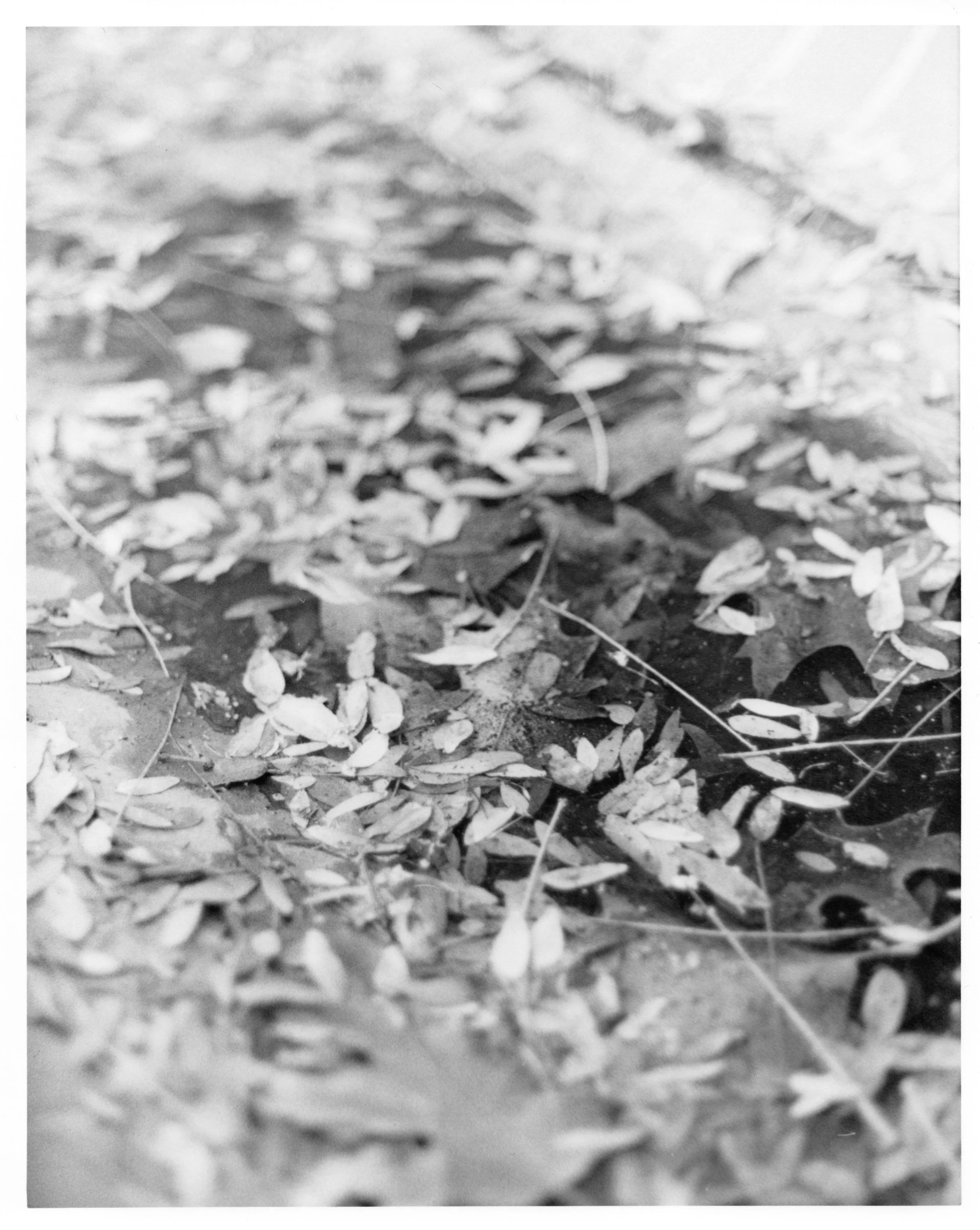 leaves water.jpg