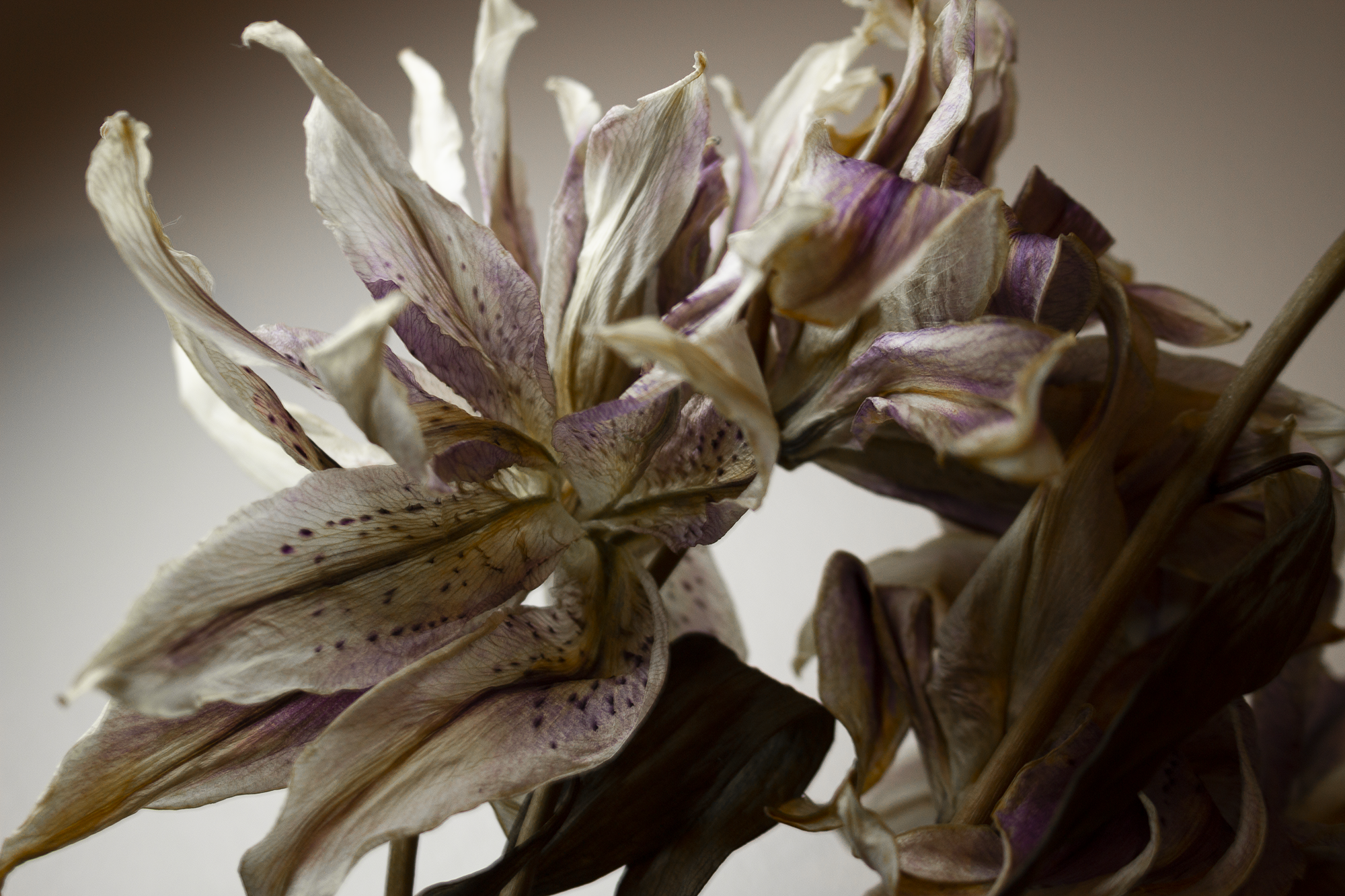 lilies 2.png