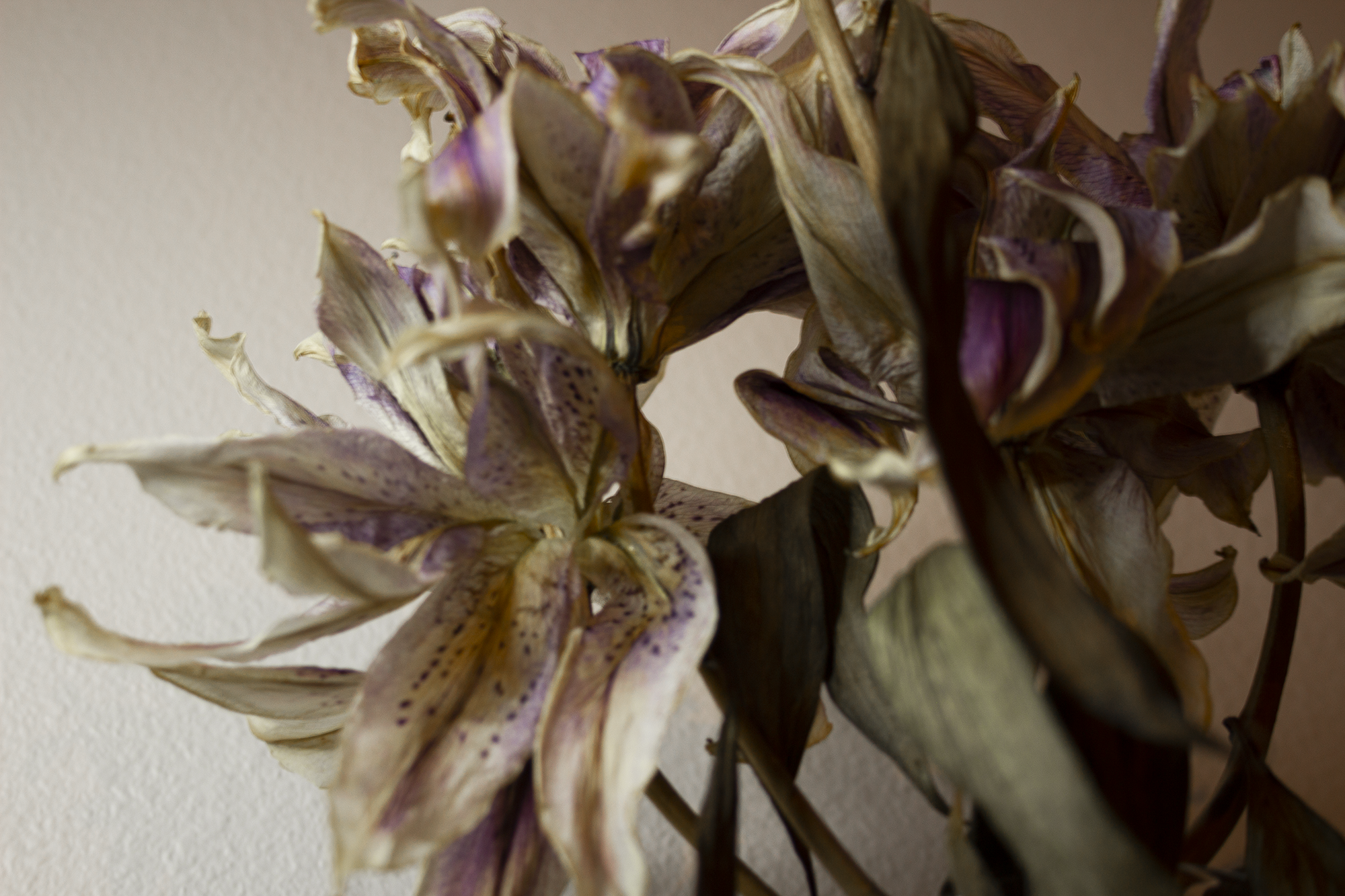 lilies 3.png