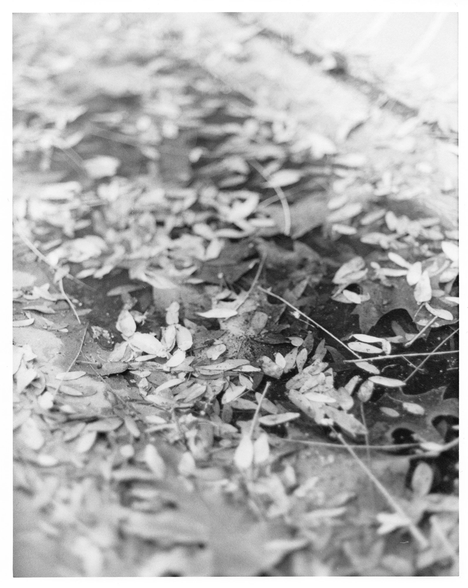 leaves water.jpg